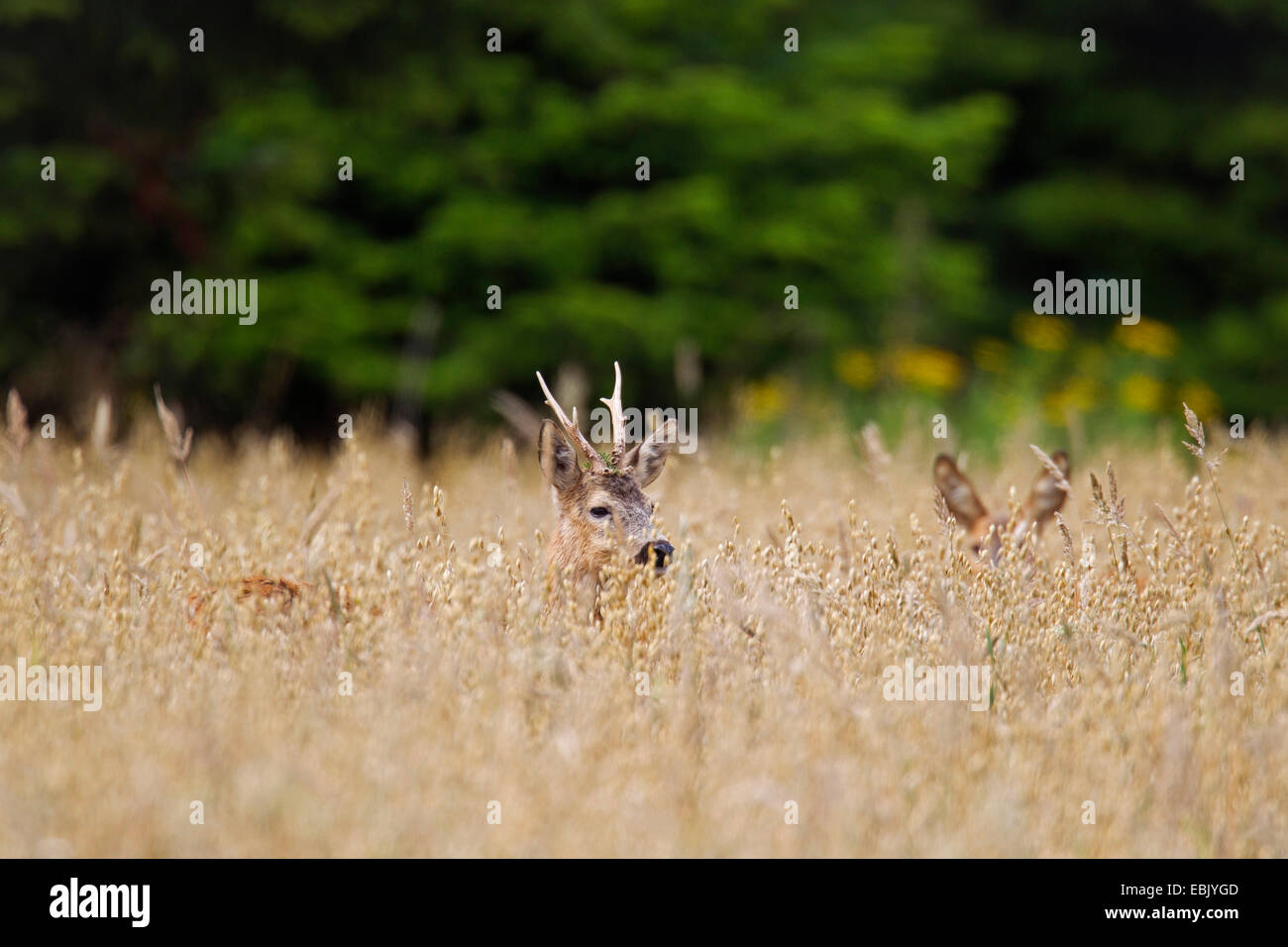 Le chevreuil (Capreolus capreolus), buck et doe hinding dans un champ, l'Allemagne, Schleswig-Holstein Banque D'Images