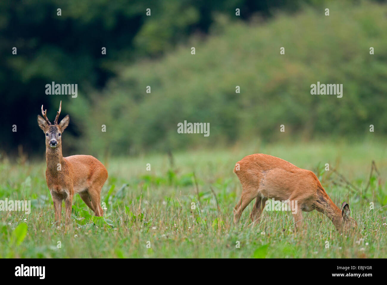 Le chevreuil (Capreolus capreolus), buck und doe standing in meadow, Allemagne, Schleswig-Holstein Banque D'Images