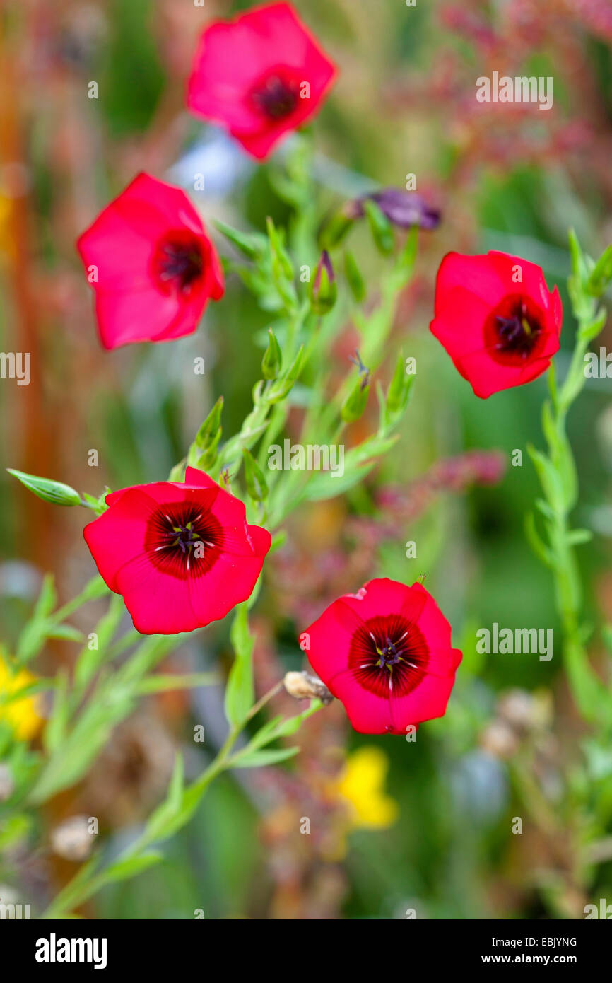 Scarlet lin (Linum grandiflorum rubrum), blooming Banque D'Images