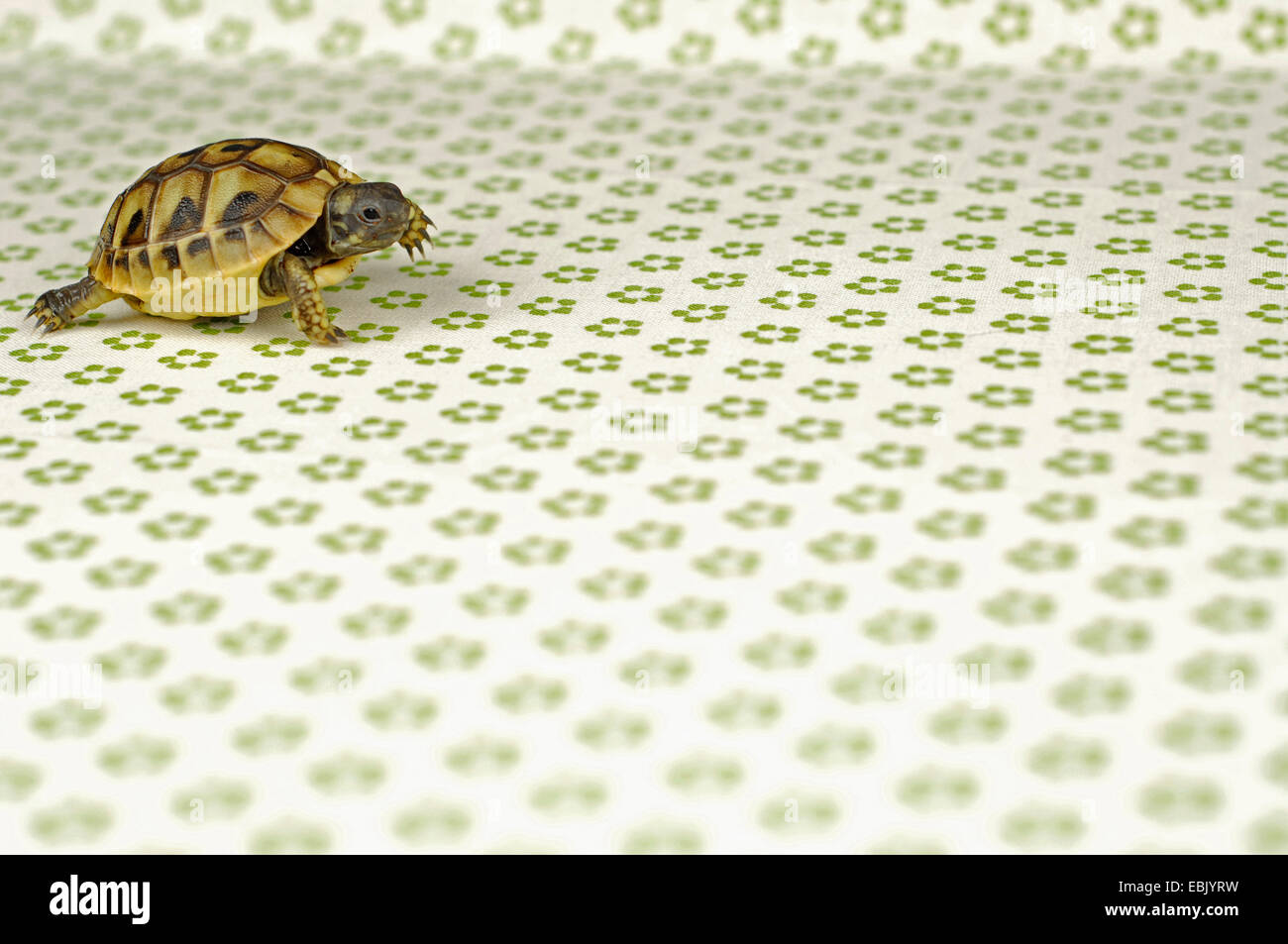 La tortue d'Hermann, tortue grecque (Testudo hermanni), peu de marche tortue sur une nappe fleurie Banque D'Images