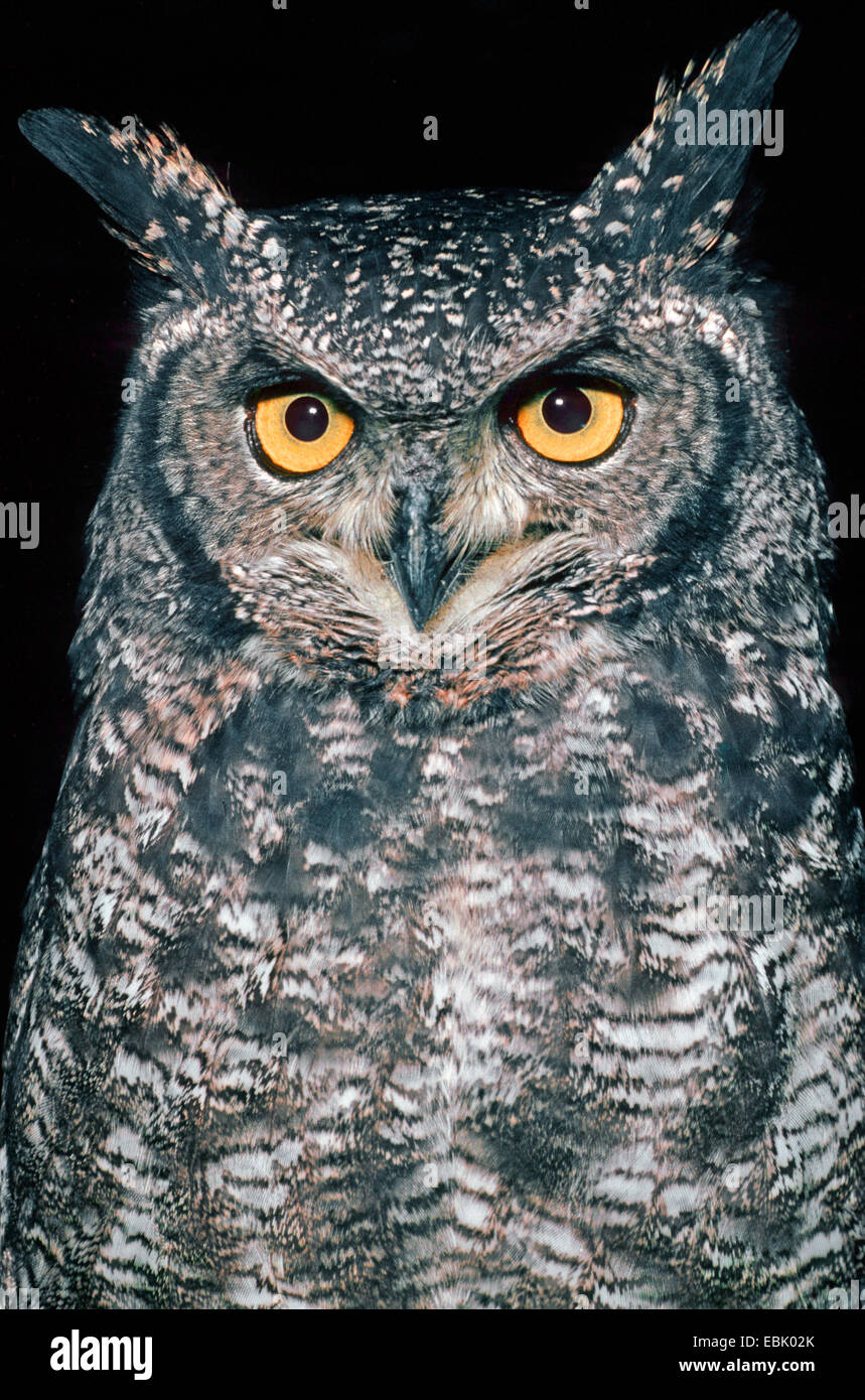 Spotted Eagle owl (Bubo africanus), portrait Banque D'Images