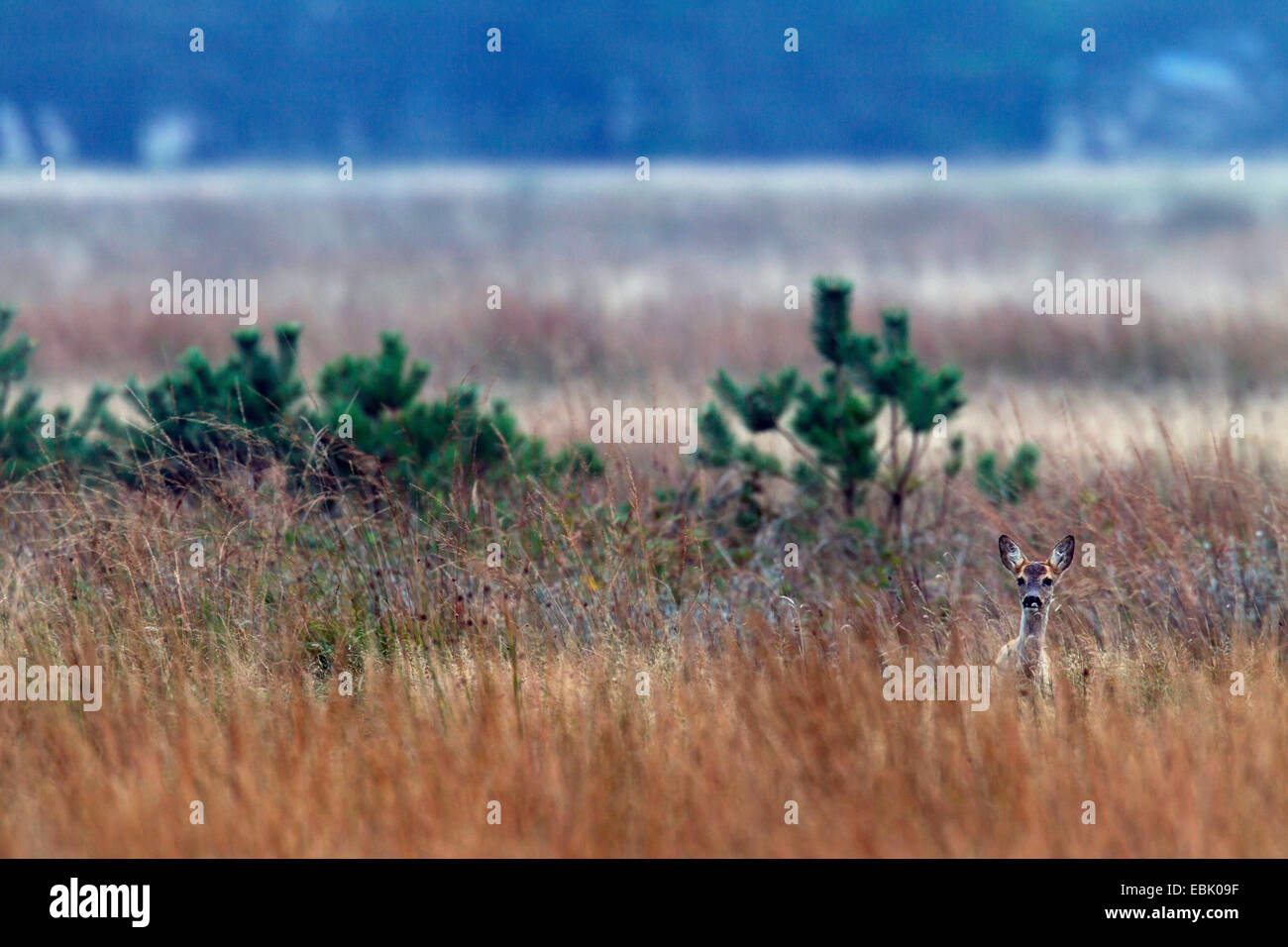 Le chevreuil (Capreolus capreolus), dupont debout sur l'herbe, Danemark Banque D'Images