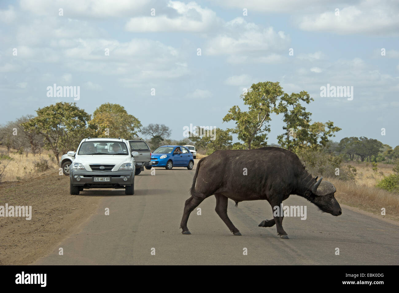 Buffle d'Afrique (Syncerus caffer), traverser une route à travers la savane, Afrique du Sud, le Parc national Krueger Banque D'Images