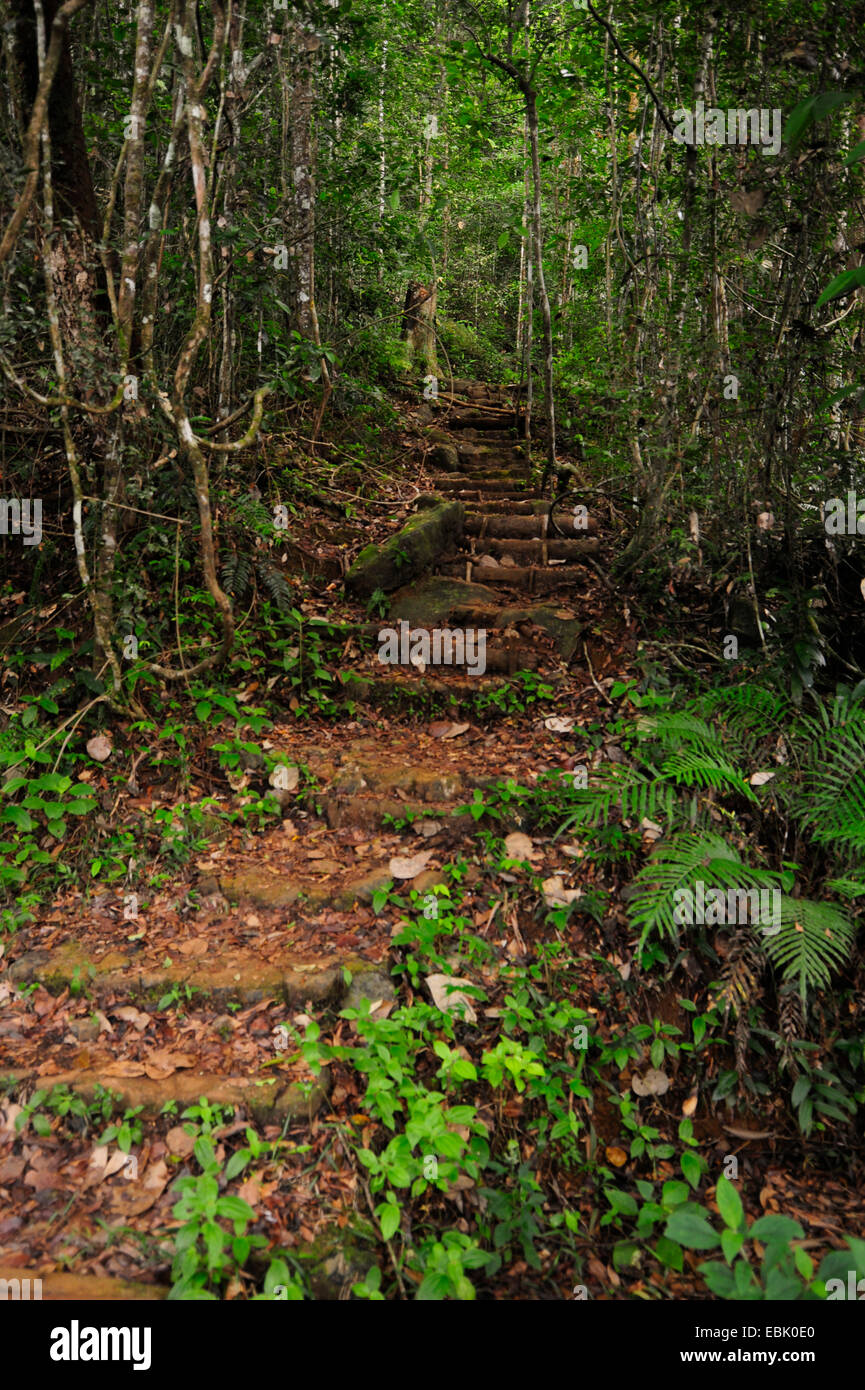 Sentier nature à travers la forêt tropicale, le Sri Lanka, Sinharaja Forest National Park Banque D'Images