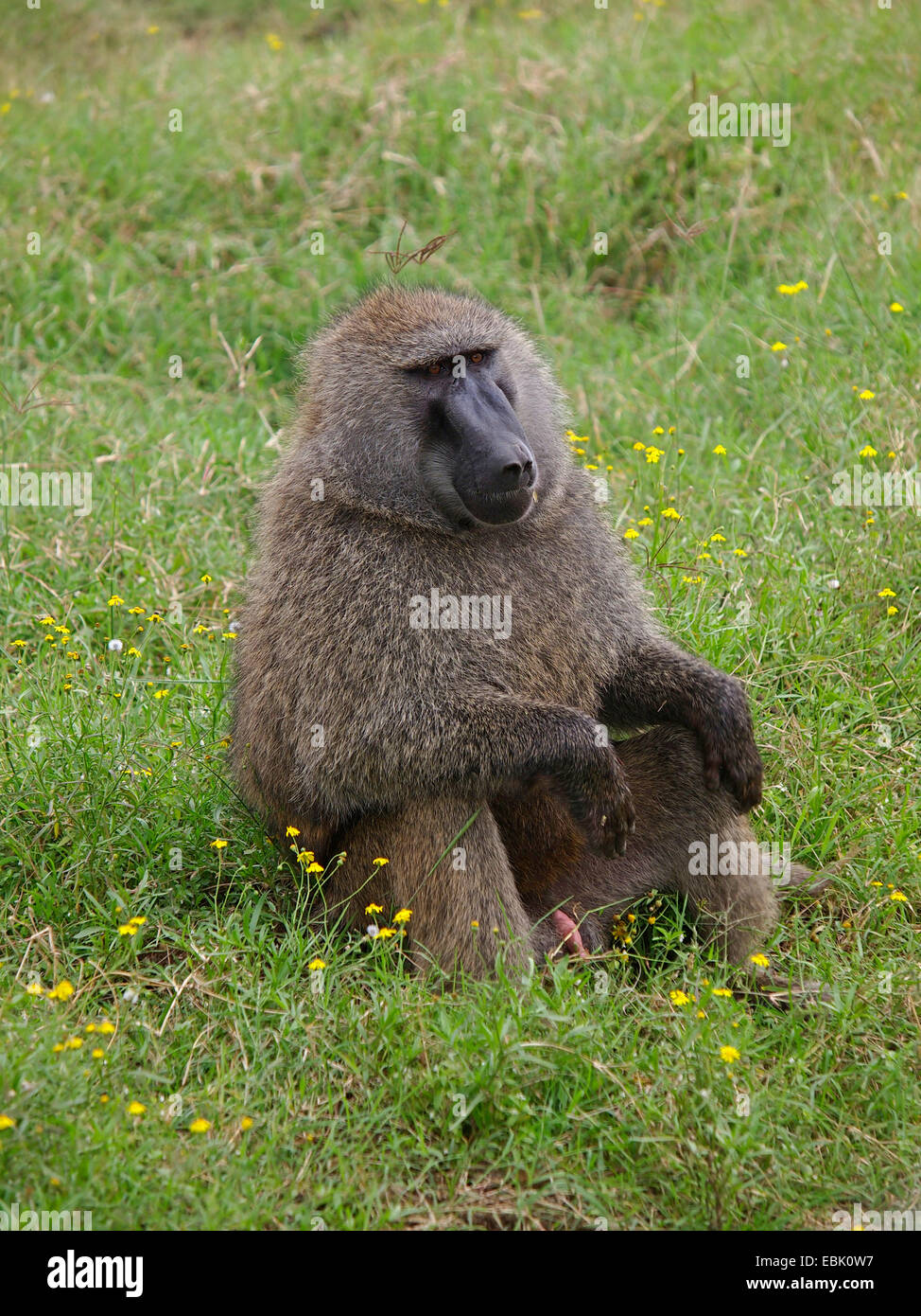 Babouin jaune, savannah babouin (Papio cynocephalus), homme babouin se reposer, Kenya Banque D'Images