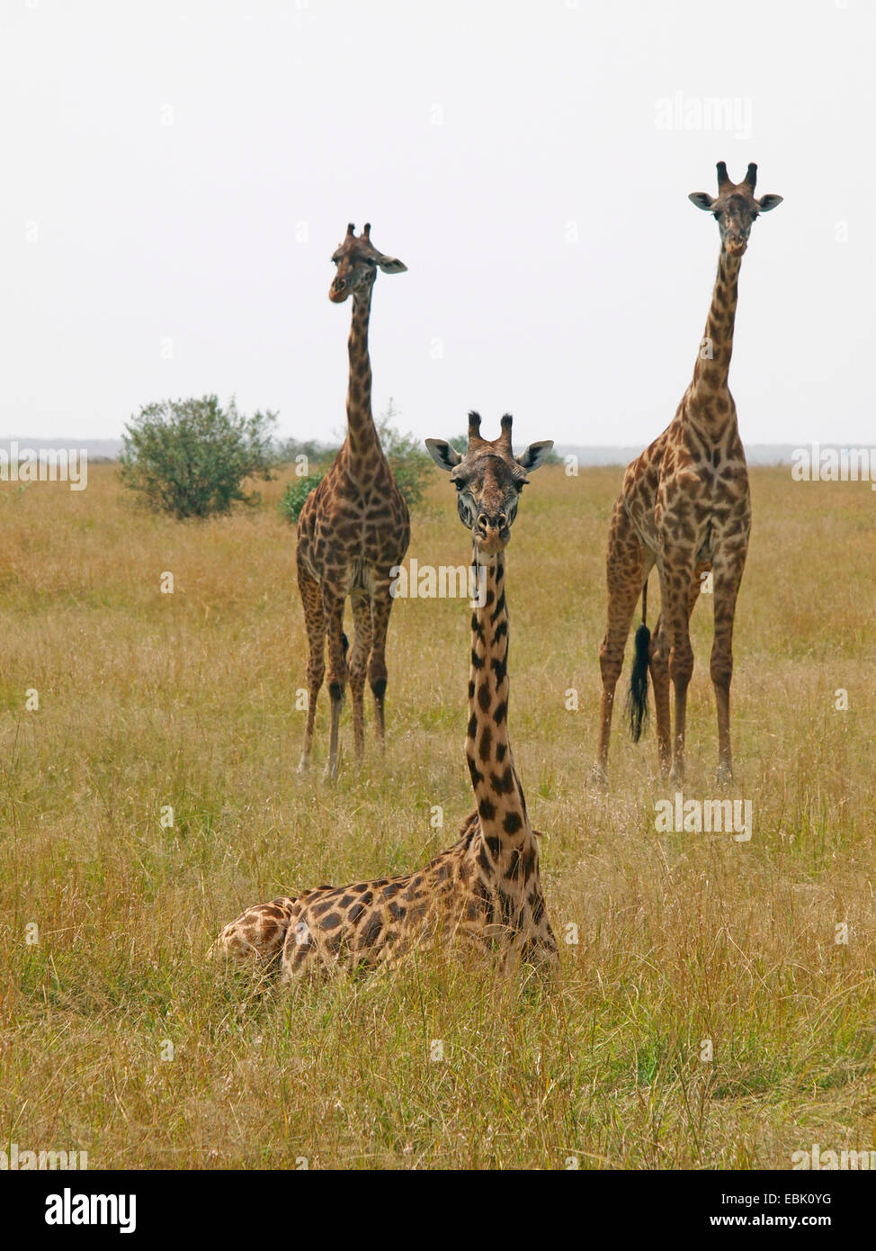 Les Masais Girafe (Giraffa camelopardalis tippelskirchi), trois girafes dans la savane, Kenya, Masai Mara National Park Banque D'Images