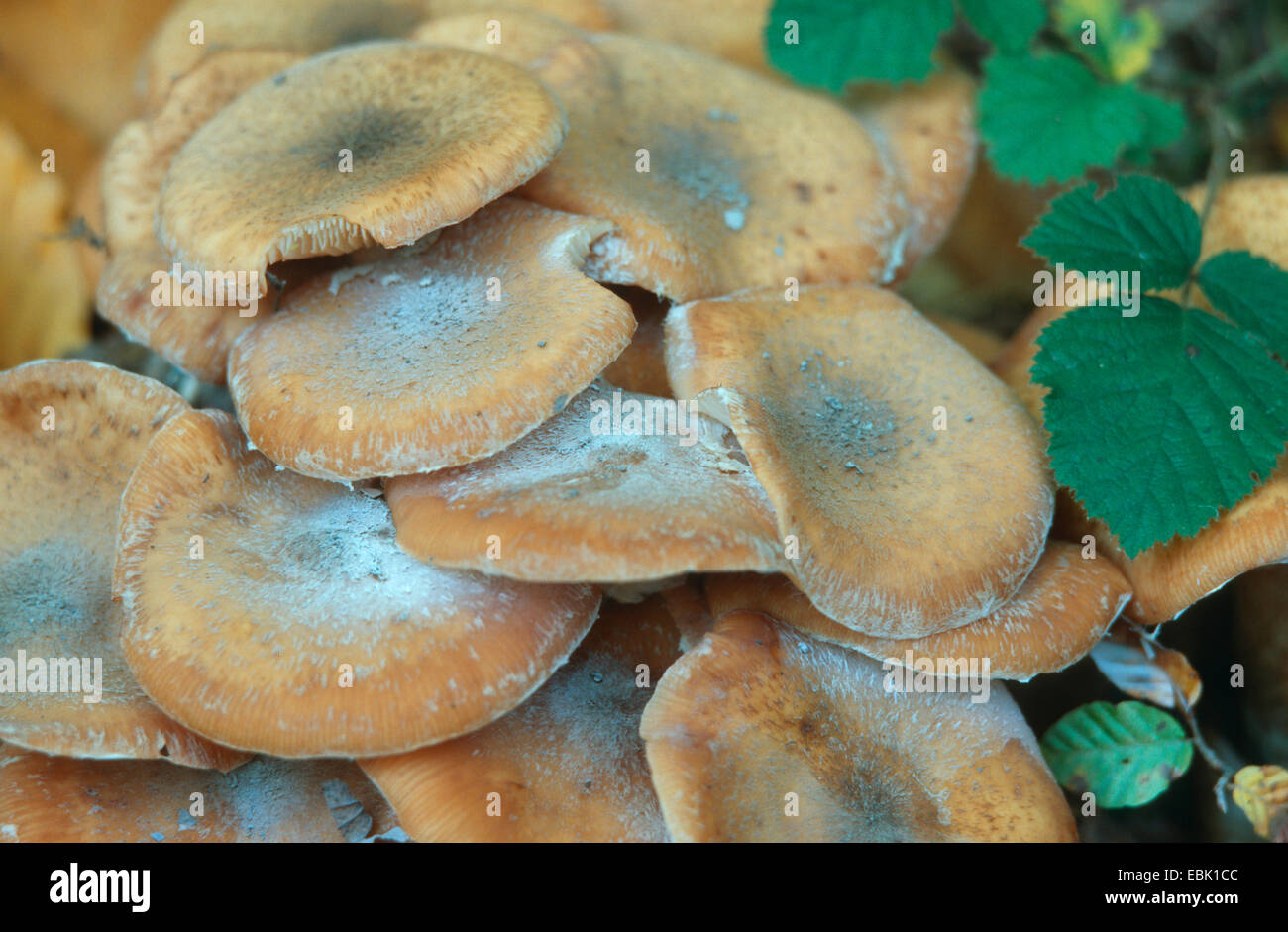 Miel foncé (champignon Armillaria ostoyae, Armillariella polymyces), des organes de fructification Banque D'Images