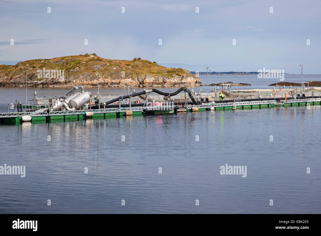 Le saumon atlantique, ouananiche, saumon atlantique du lac, ouananiche, sebago saumon (Salmo salar), ferme des salmonidés, la Norvège, la Hitra Banque D'Images