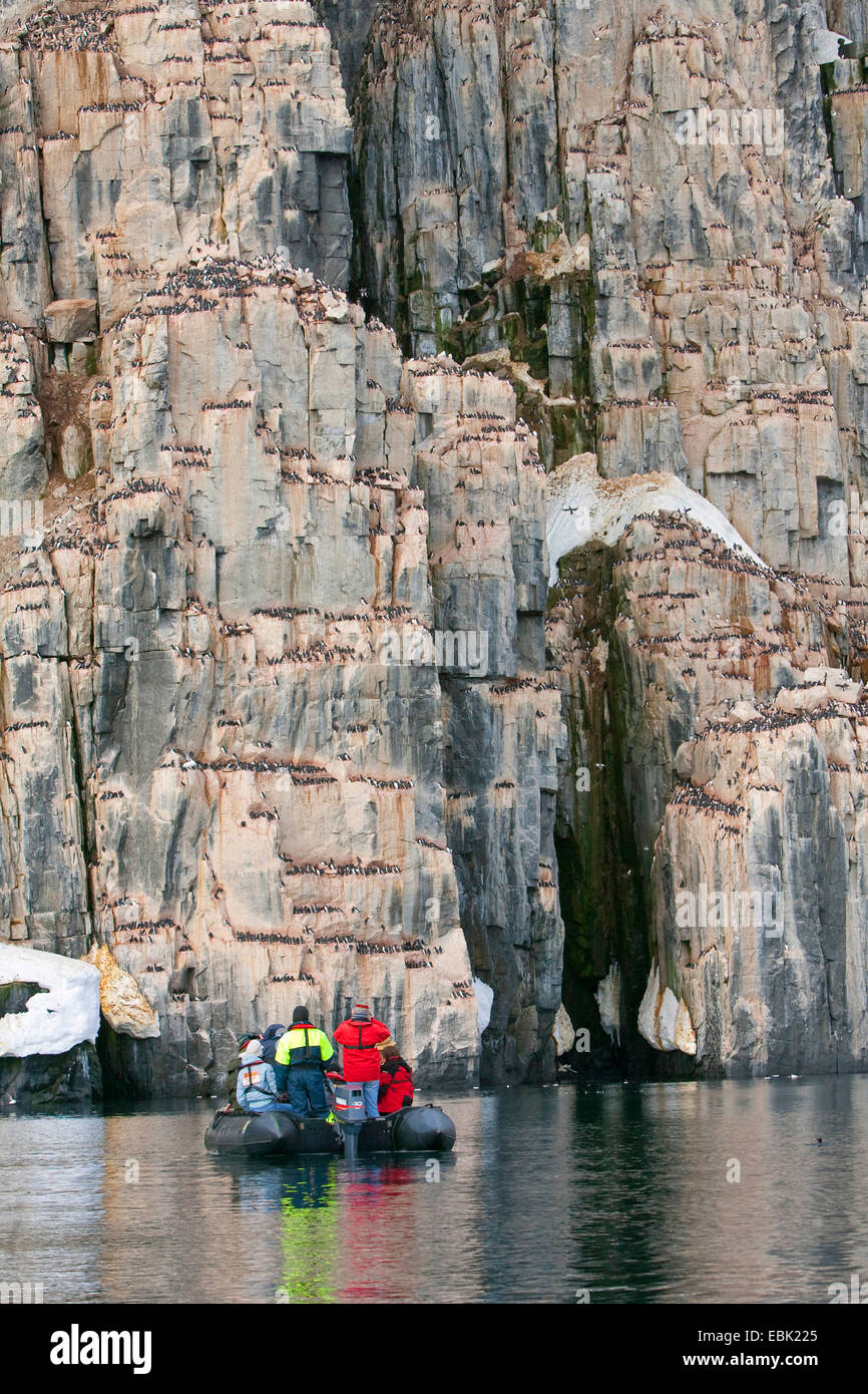 Bruennich's guillemot (Uria lomvia), les touristes dans un zodiac regardant une colonie en ligne de falaise, la Norvège, Svalbard Banque D'Images Bruennich's guillemot (Uria lomvia), les touristes dans un zodiac regardant une colonie en ligne de falaise, la Norvège, Svalbard Banque D'Images