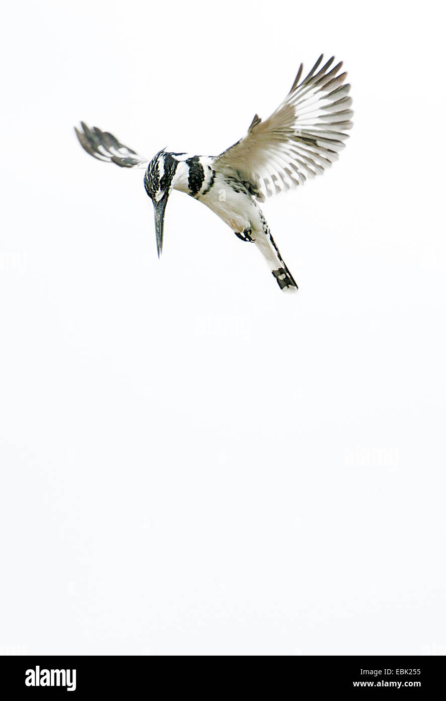 Moindre pied kingfisher (Ceryle rudis), en vol stationnaire, de l'Ouganda Banque D'Images