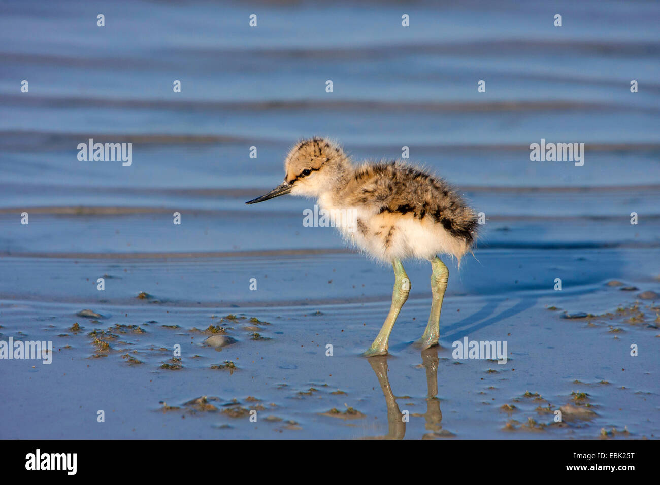 Avocette élégante (Recurvirostra avosetta), squeaker dans l'eau, l'Autriche, Burgenland, le parc national de Neusiedler See Banque D'Images