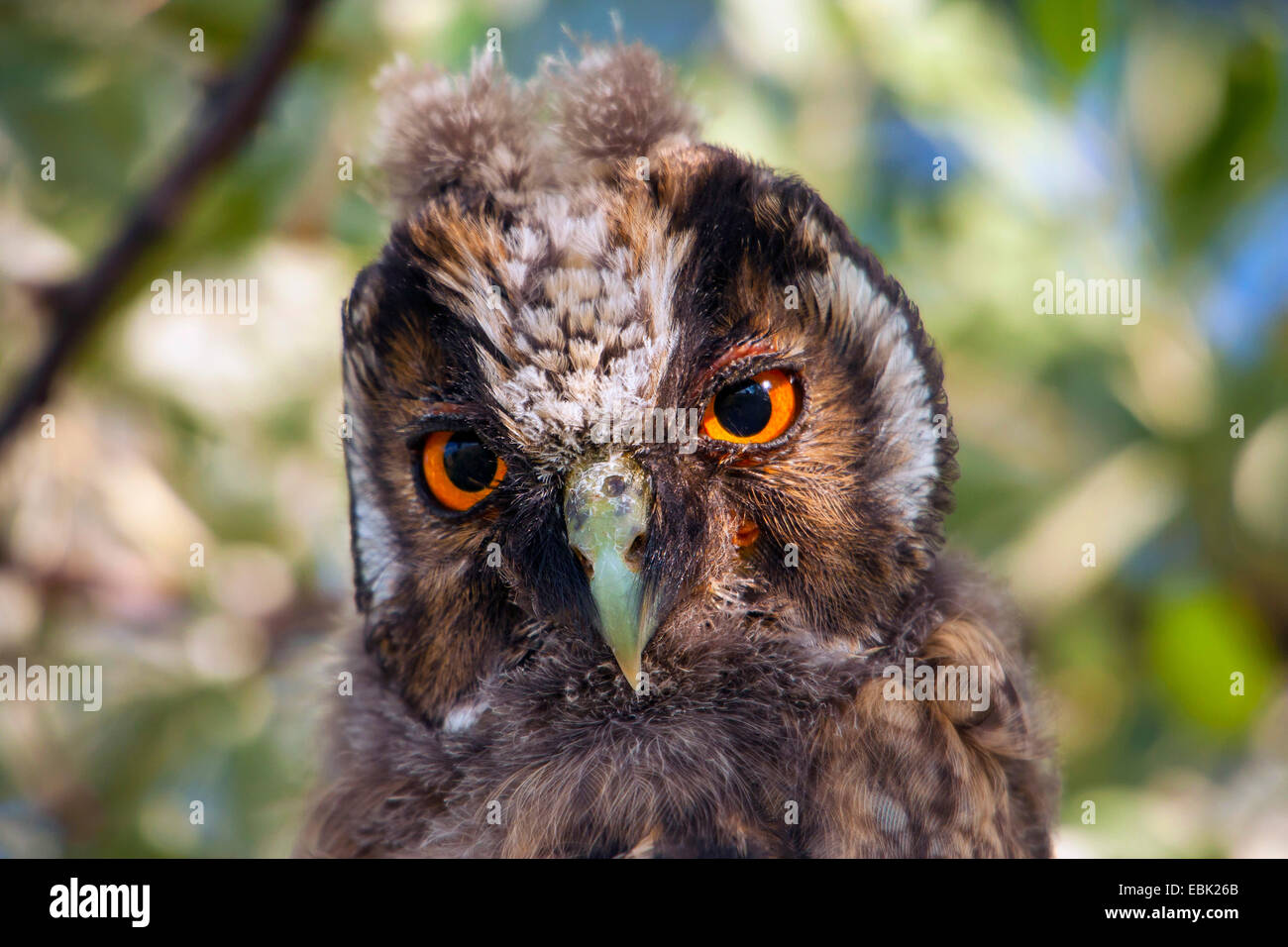 Long-eared Owl (Asio otus), portrait, Squeaker, Autriche, Burgenland, le parc national de Neusiedler See Banque D'Images