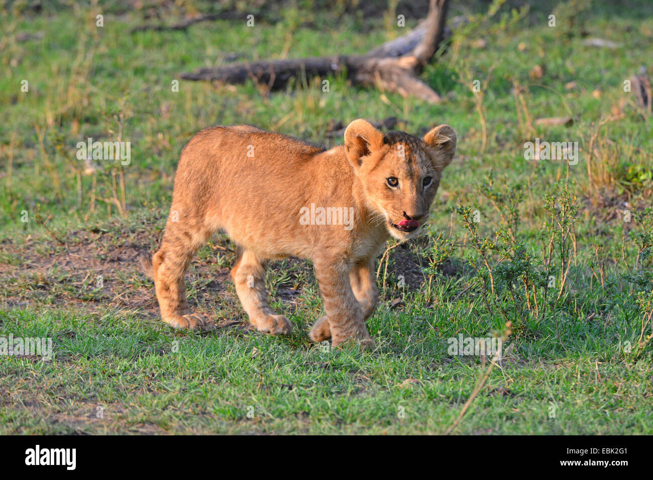 Lion du Masai Mara Banque D'Images