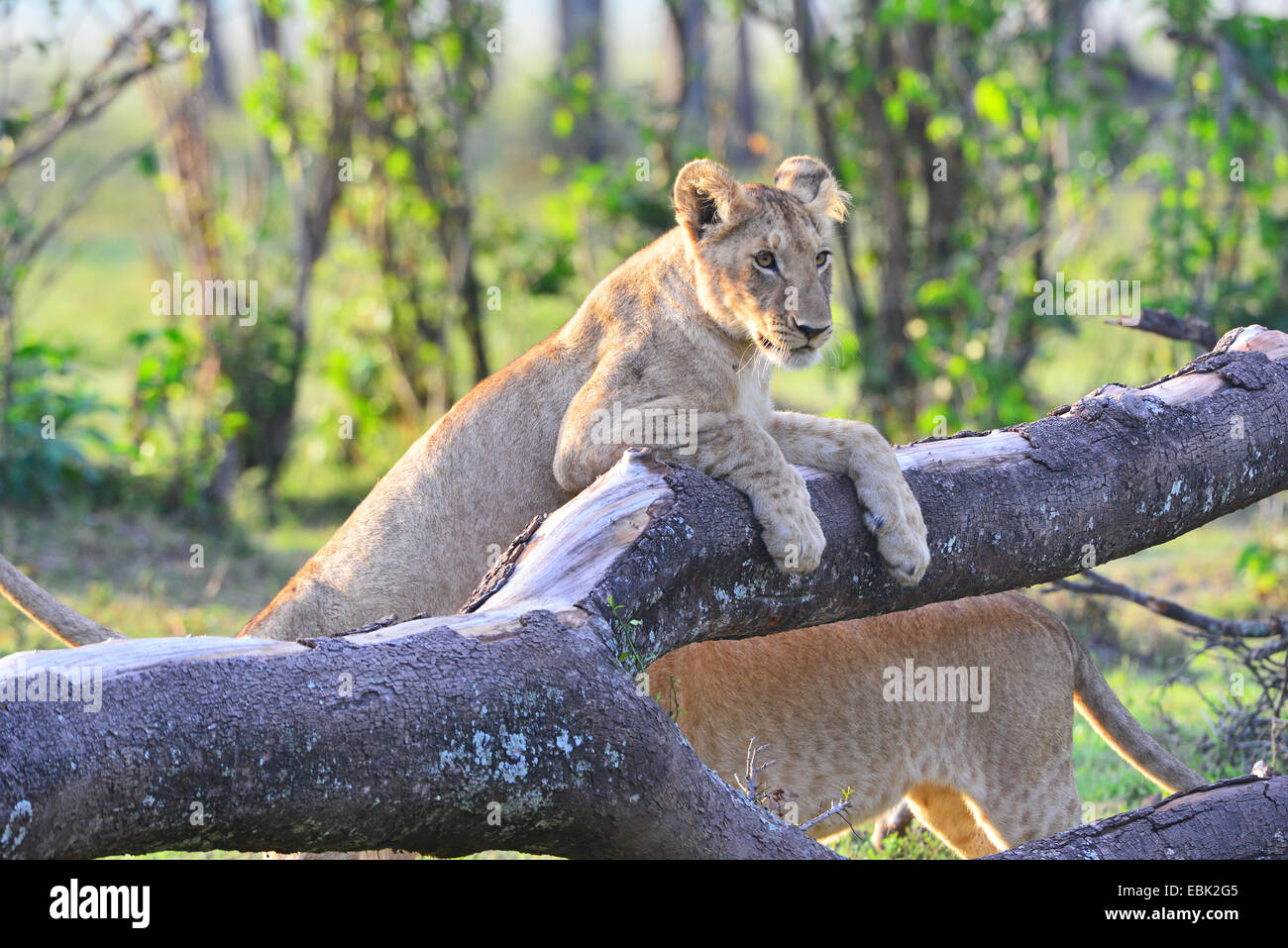 Lion du Masai Mara Banque D'Images