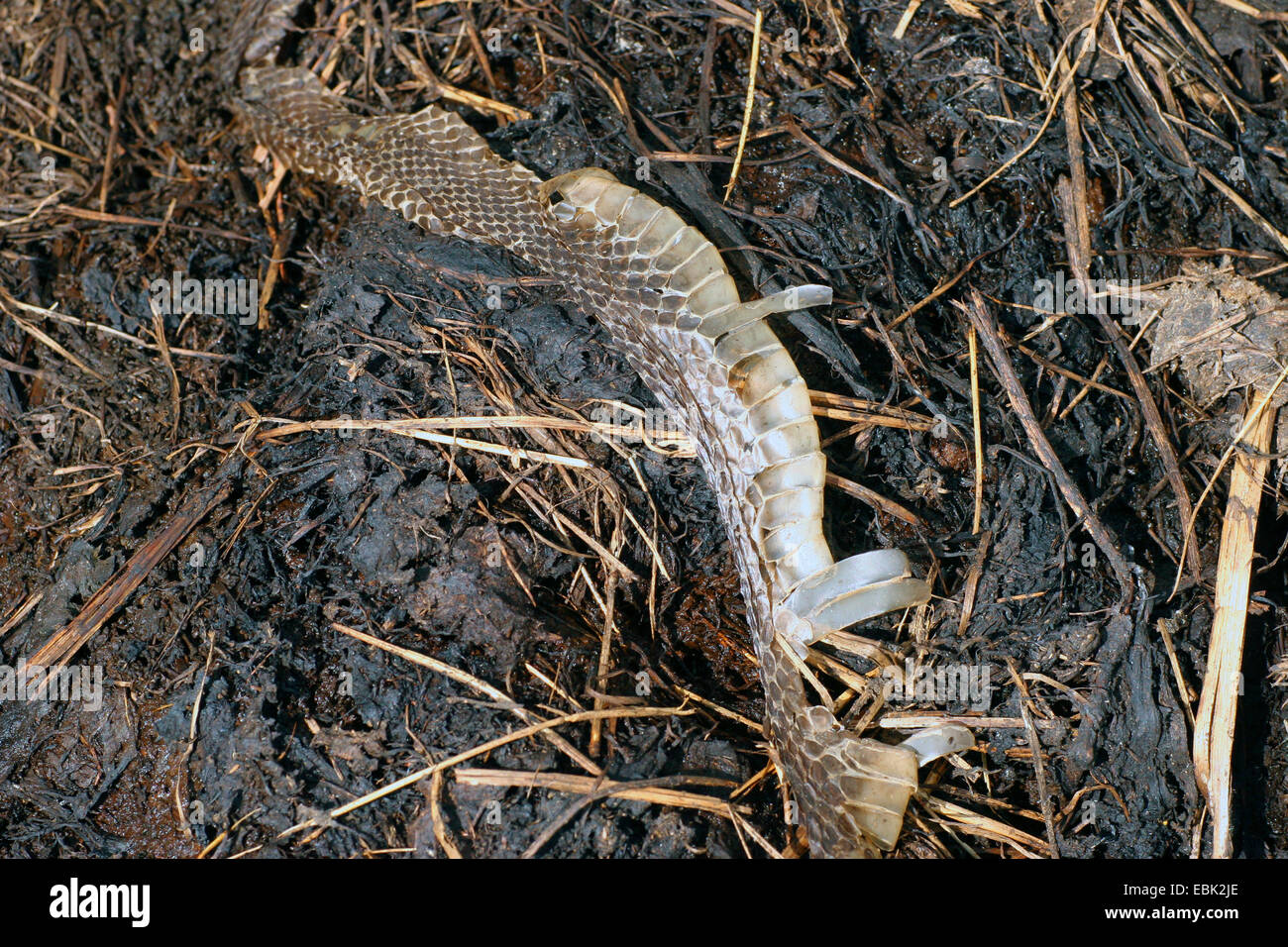 Couleuvre à collier (Natrix natrix), Slough sur une colline de bouse, Allemagne Banque D'Images