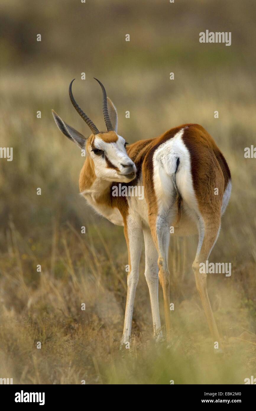 Springbuck, springbok (Antidorcas marsupialis), lissage, Afrique du Sud, Eastern Cape, Mountain Zebra National Park Banque D'Images