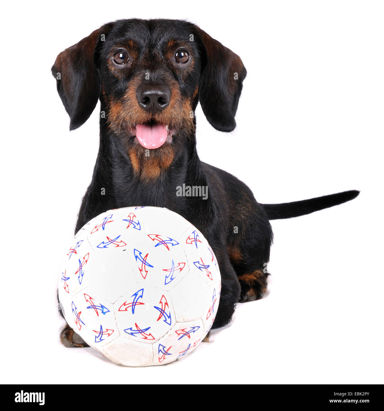 Teckel à poil dur, chien saucisse à poil dur, chien domestique (Canis lupus f. familiaris), portrait avec balle, Allemagne, Nordrhein Westfalen Banque D'Images