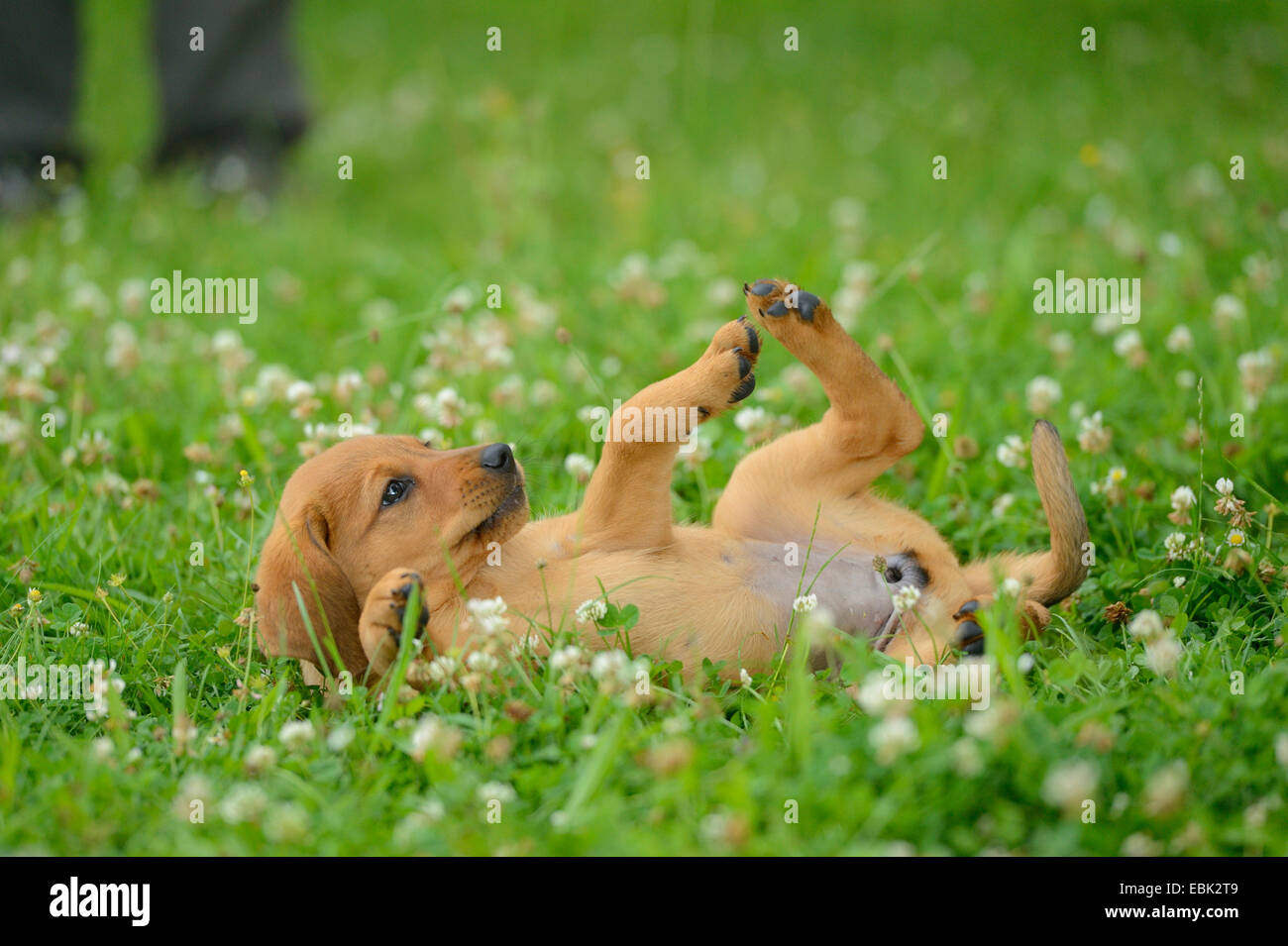 Dog (Canis lupus f. familiaris), roulant de chiot dans un pré, Allemagne Banque D'Images