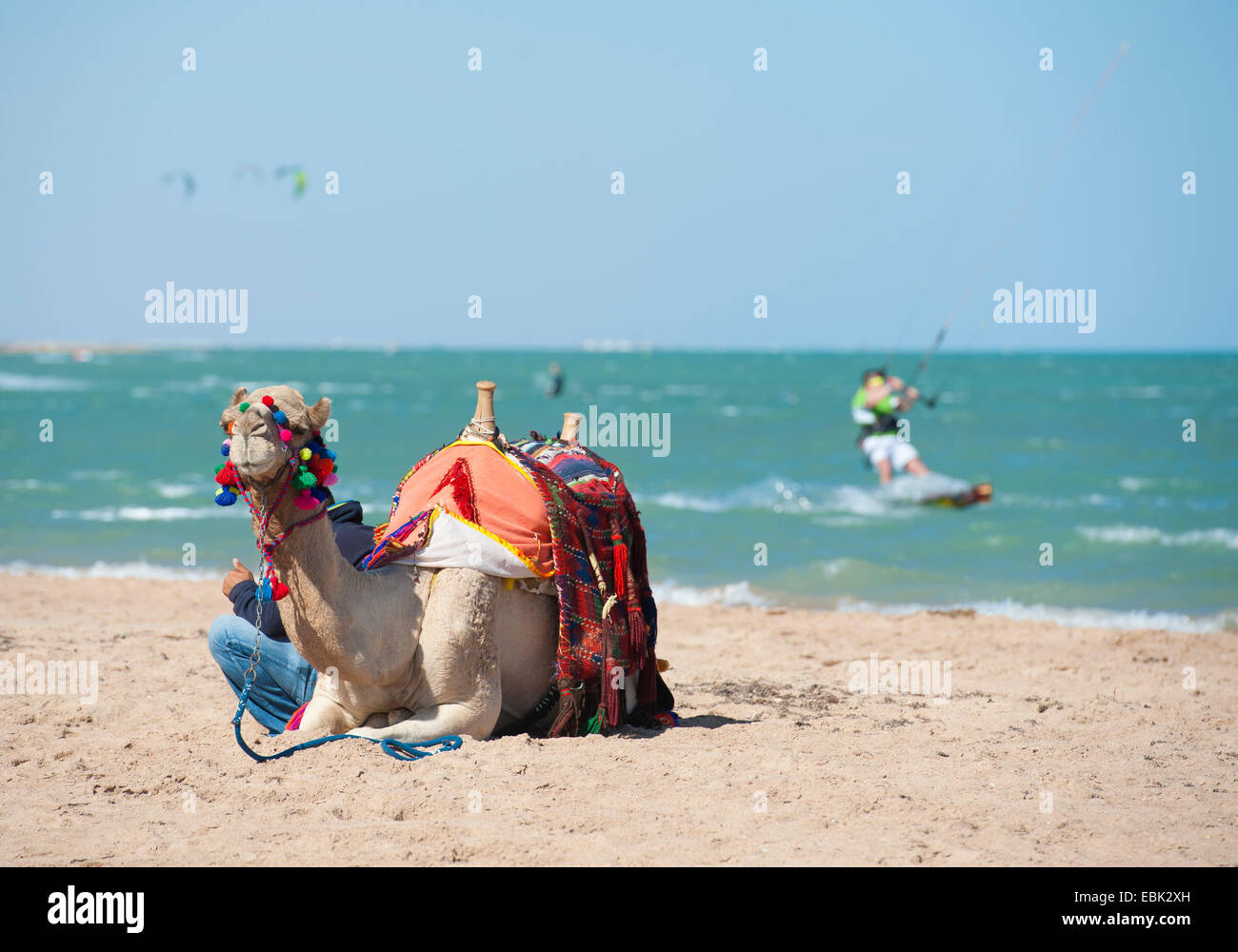 Dromadaire égyptien sur la plage en été avec kite surfeurs en arrière-plan Banque D'Images