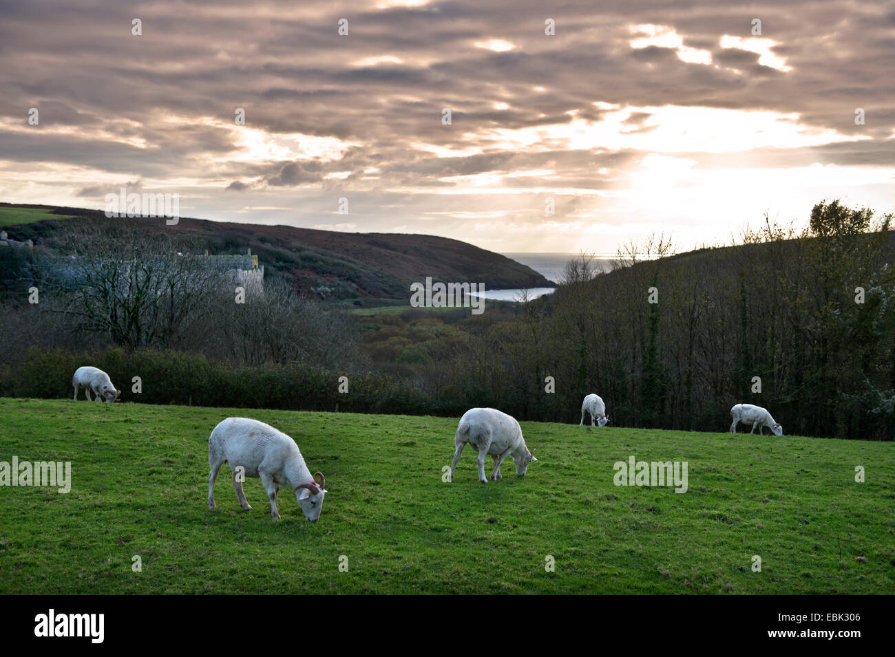 Le pâturage des chèvres au-dessus du château de Manorbier sur la côte de Pembrokeshire, Pays de Galles, Royaume-Uni Banque D'Images