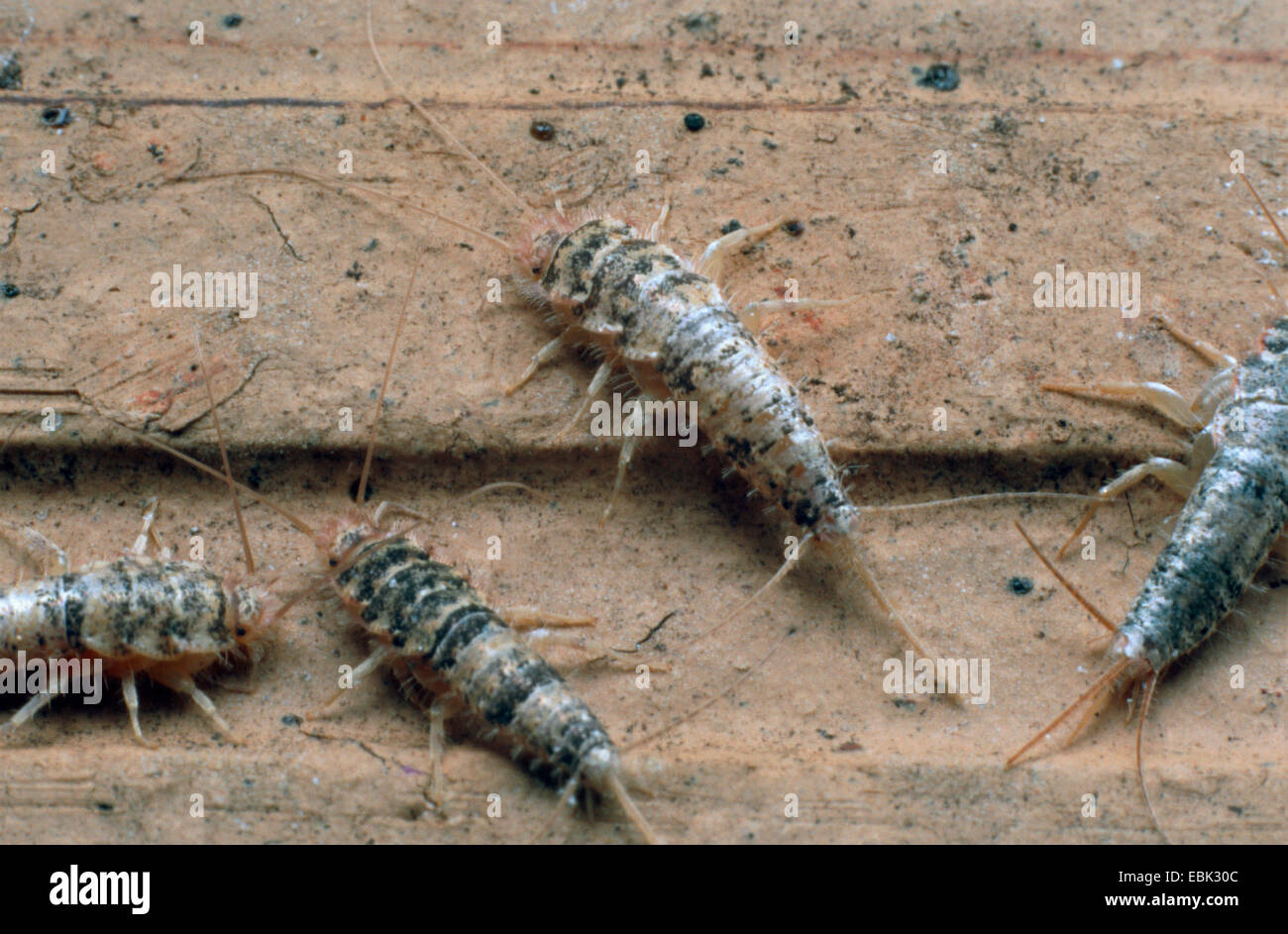 (Firebrat Lepismodes inquilinus, Thermobia domestica), la lutte contre les parasites dans les boulangeries Banque D'Images