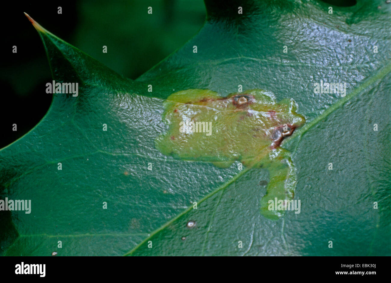 Phytomyza ilicis (mineuse de houx), l'endommagement d'une feuille de houx commun, Ilex aquifolium Banque D'Images