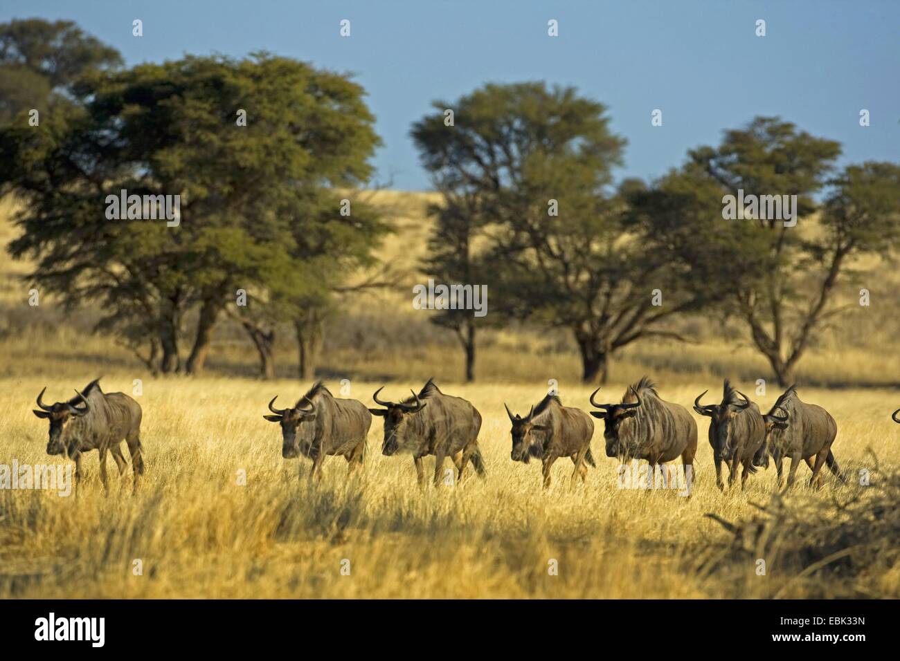 Le Gnou bleu, chat blanc, gnu-gnou barbu (Connochaetes taurinus), groupe, flâner, Afrique du Sud, Northern Cape, Kgalagadi Transfrontier National Park Banque D'Images