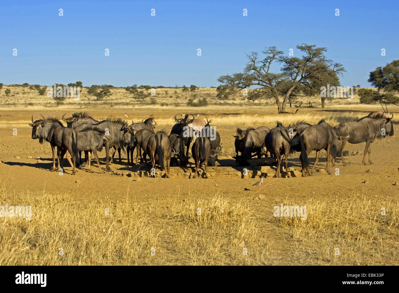 Le Gnou bleu, chat blanc, gnu-gnou barbu (Connochaetes taurinus), au point d'Afrique du Sud, Northern Cape, Kgalagadi Transfrontier National Park Banque D'Images