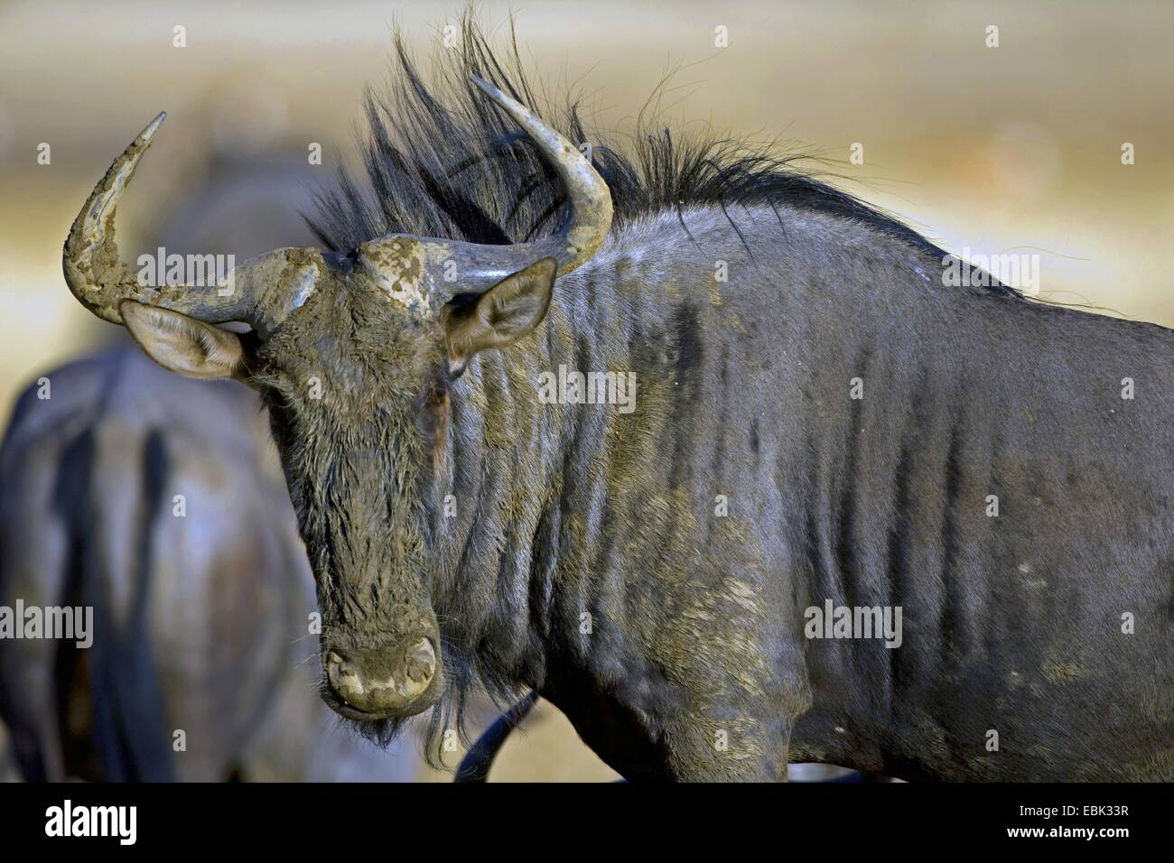 Le Gnou bleu, chat blanc, gnu-gnou barbu (Connochaetes taurinus), portrait, Afrique du Sud, Northern Cape, Kgalagadi Transfrontier National Park Banque D'Images