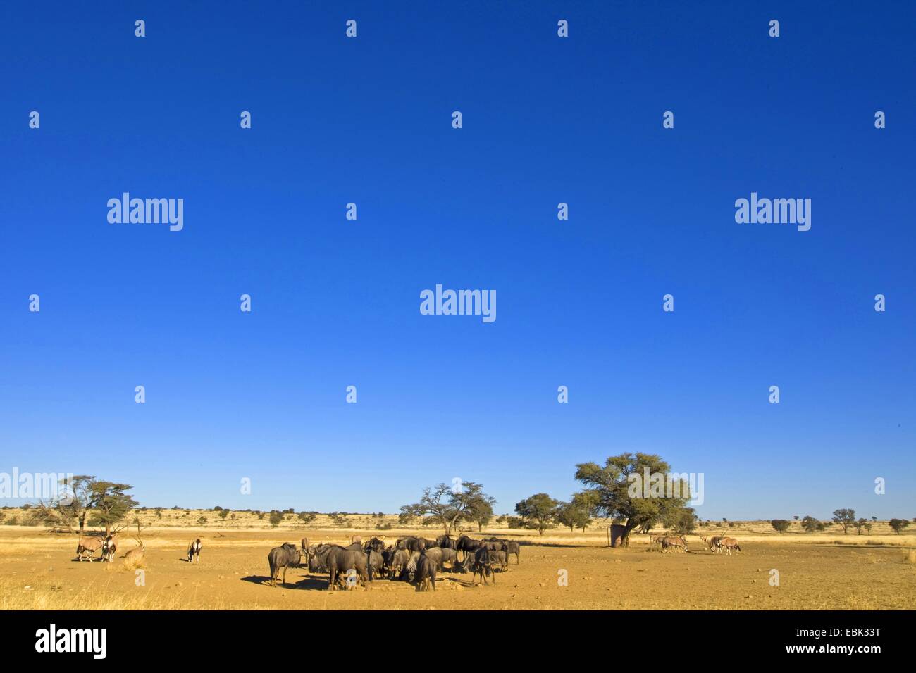 Le Gnou bleu, chat blanc, gnu-gnou barbu (Connochaetes taurinus), au point d'Afrique du Sud, Northern Cape, Kgalagadi Transfrontier National Park Banque D'Images