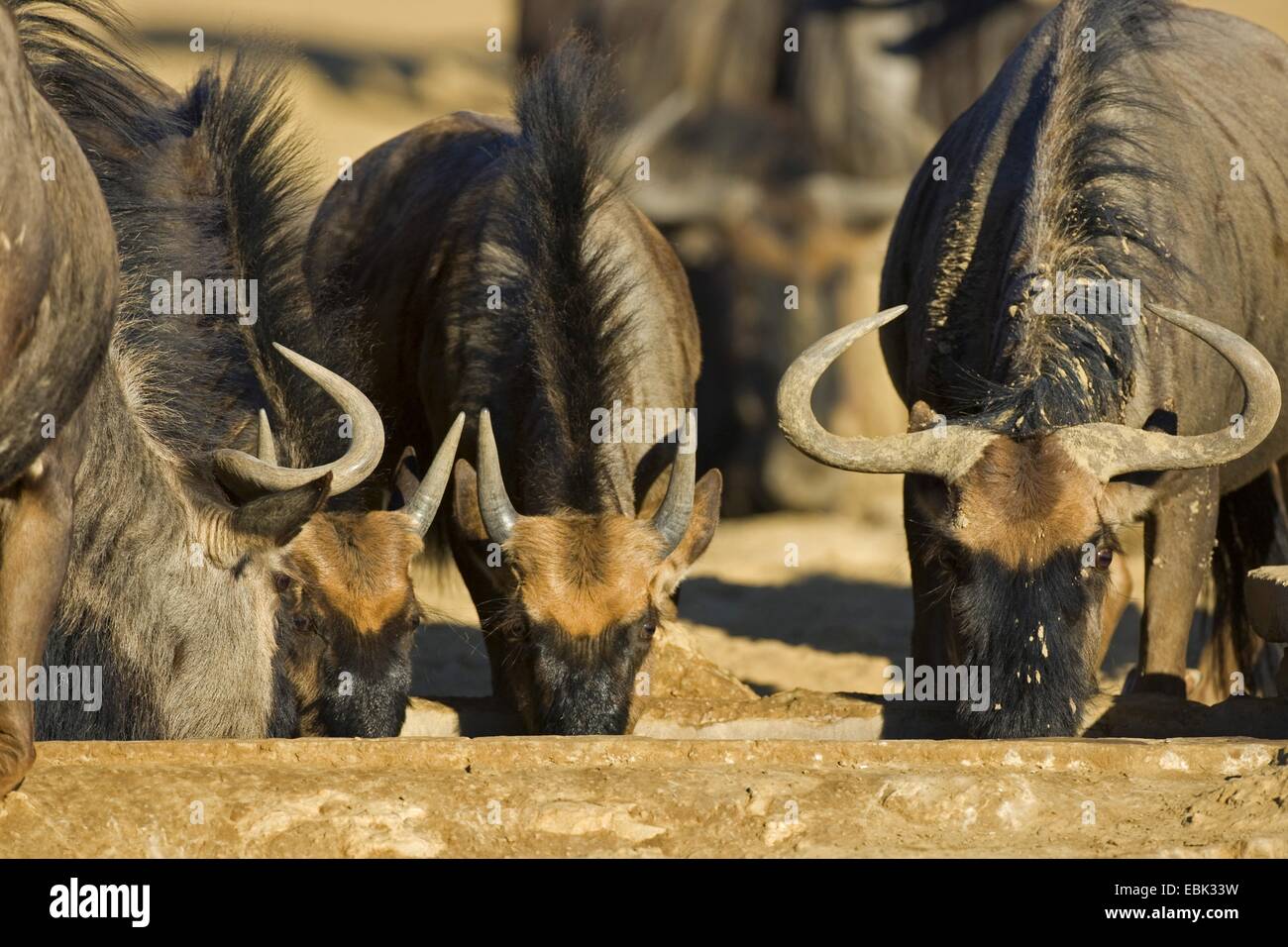 Le Gnou bleu, chat blanc, gnu-gnou barbu (Connochaetes taurinus), de boire à un point d'Afrique du Sud, Northern Cape, Kgalagadi Transfrontier National Park Banque D'Images