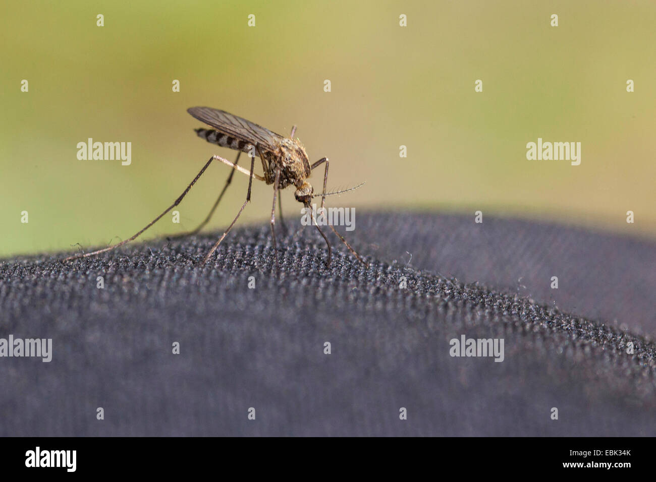 Moucherons culicidae Banque de photographies et d’images à haute — free download