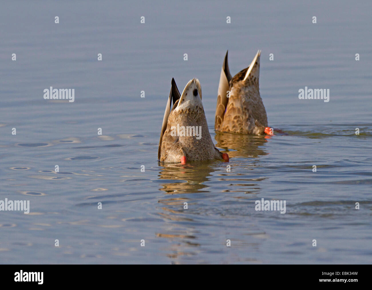 Le Canard colvert (Anas platyrhynchos), hommes et femmes , Allemagne, Bavière, le lac de Chiemsee Banque D'Images