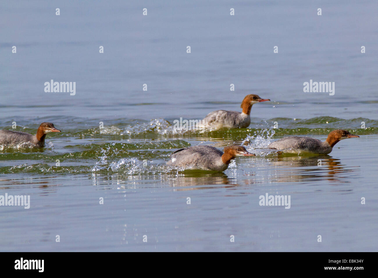 Harle bièvre (Mergus merganser), troupeau, la chasse dans les eaux peu profondes, l'Allemagne, la Bavière, le lac de Chiemsee Banque D'Images