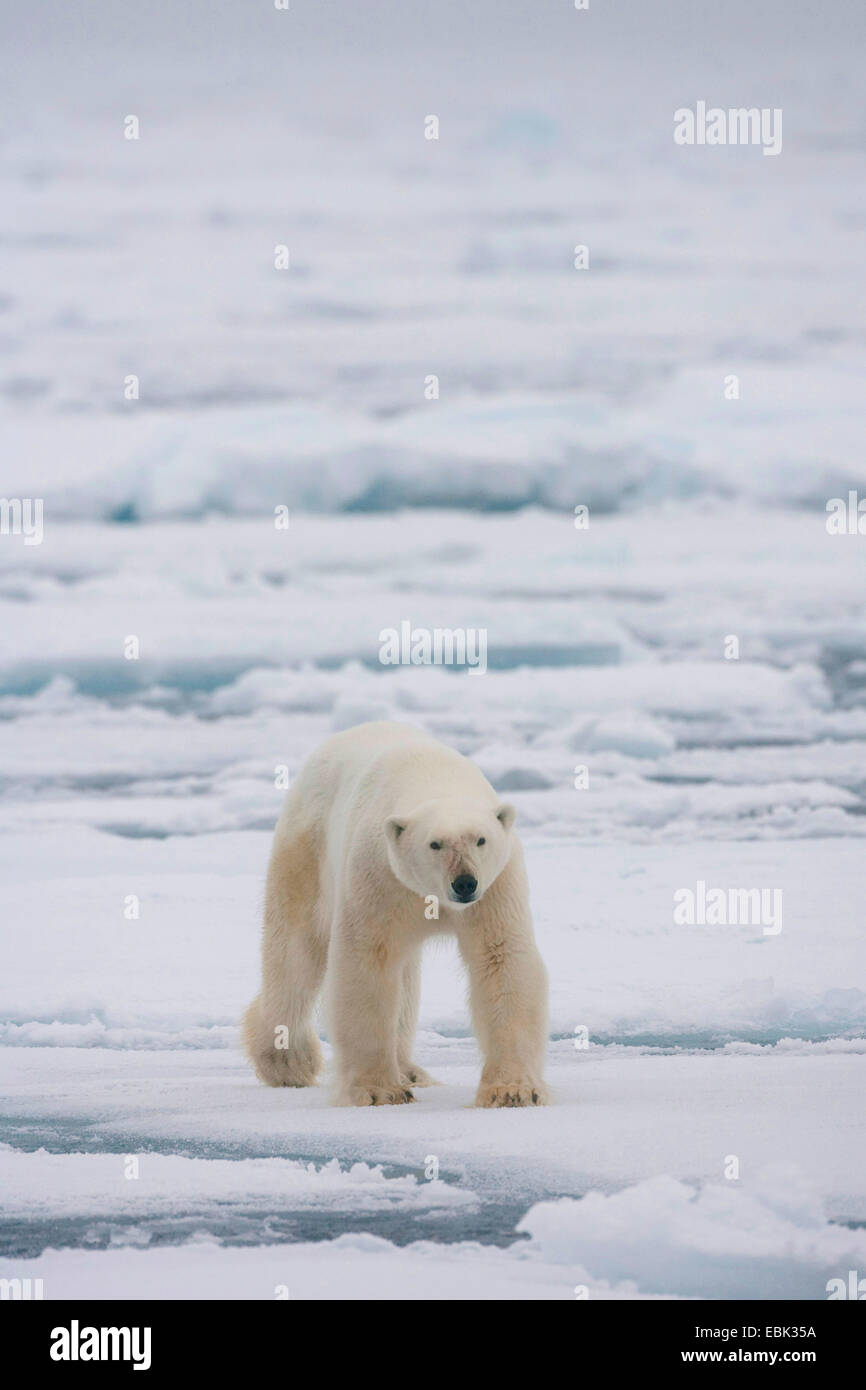 L'ours polaire (Ursus maritimus), de marcher à travers la Norvège, de l'inlandsis, France Banque D'Images