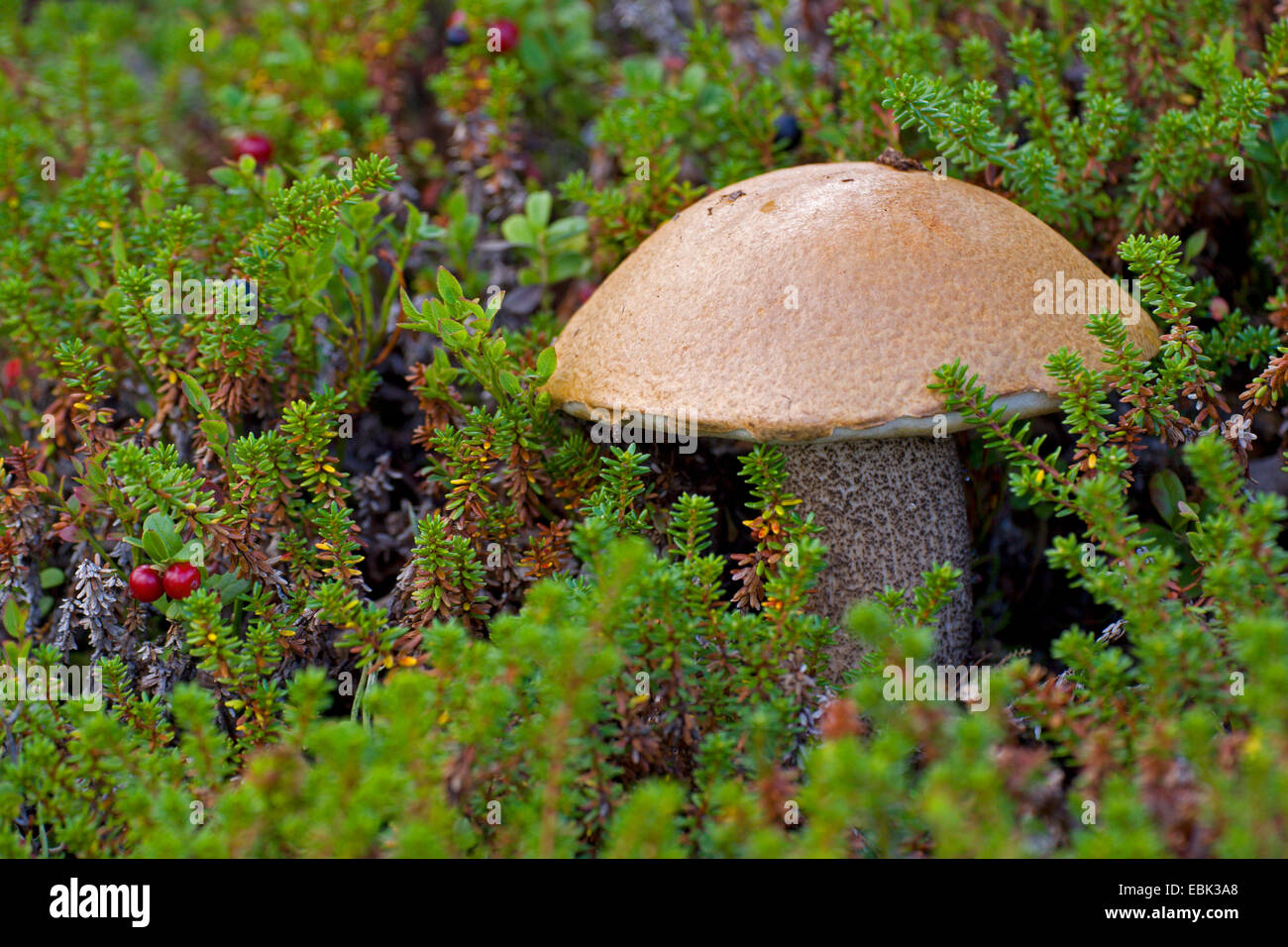 Bouleau orange bolet (versipelle le Leccinum testaceoscabrum le Leccinum,), chez les camarines et foxberry, Suède, Laponie, Abisko National Park Banque D'Images