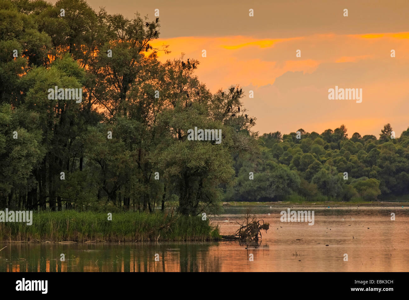 Grand (Phalacrocorax carbo), delta de rivière d'Achen avec cormorans sur un coin couchage arbre dans la lumière du soir, en Allemagne, en Bavière, le lac de Chiemsee, Dorfen Banque D'Images