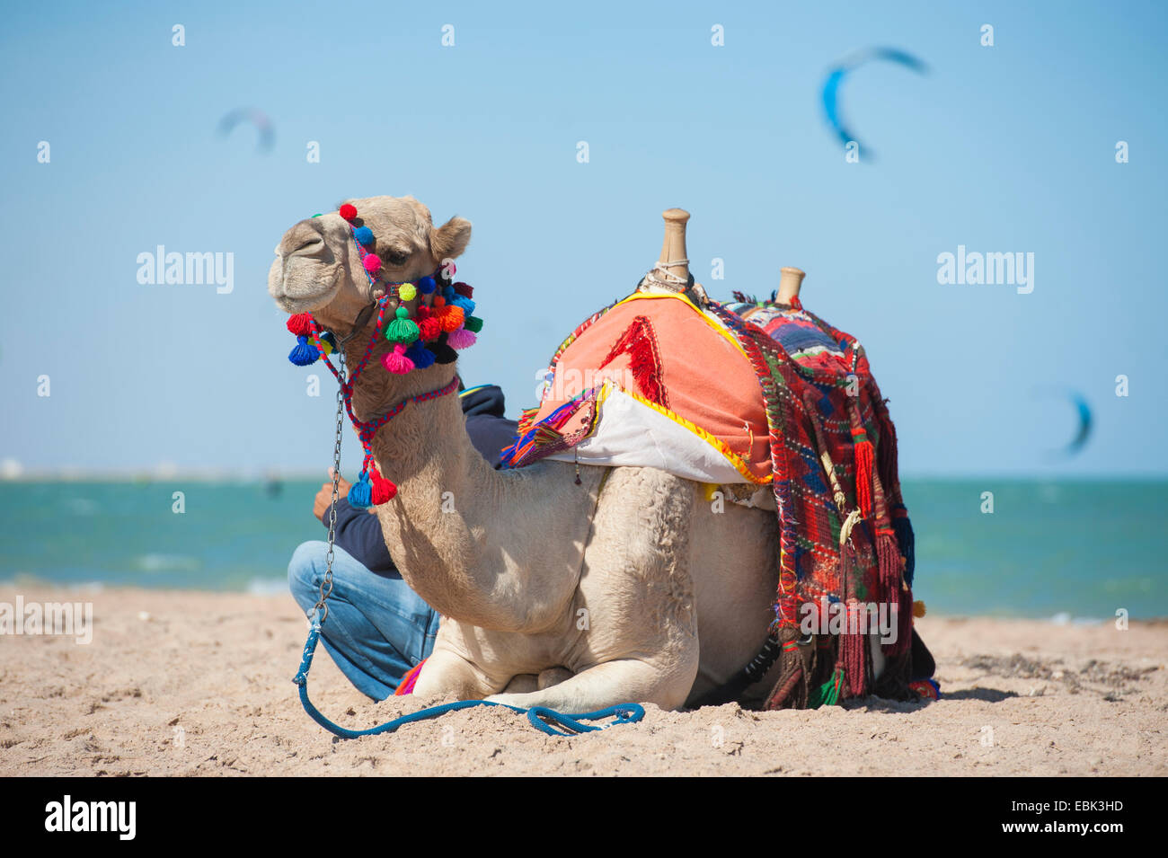 Dromadaire égyptien sur la plage en été avec kite surfeurs en arrière-plan Banque D'Images