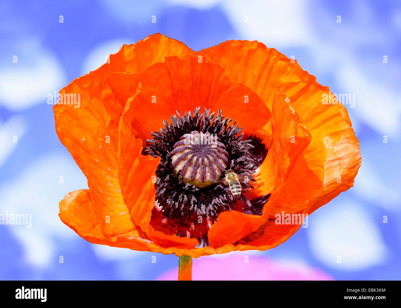 Pavot coquelicot, Commun, Rouge Coquelicot (Papaver rhoeas), fleur avec bee en face de ciel nuageux, Allemagne, Bavière, Oberbayern, Haute-Bavière Banque D'Images