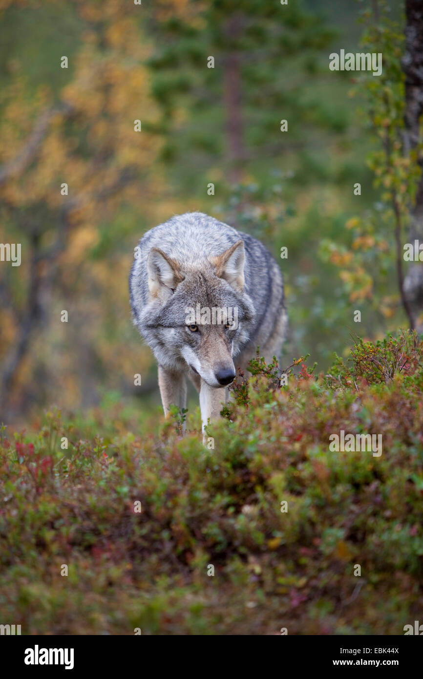 Le loup gris d'Europe (Canis lupus lupus), la marche à travers la forêt, de la Norvège, Tromso Banque D'Images