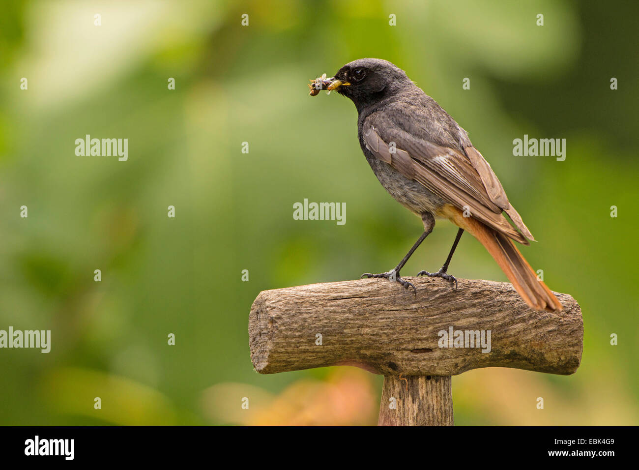 Rougequeue noir (Phoenicurus ochruros), homme sur un chat avec les insectes dans le bec, l'Allemagne, la Bavière Banque D'Images