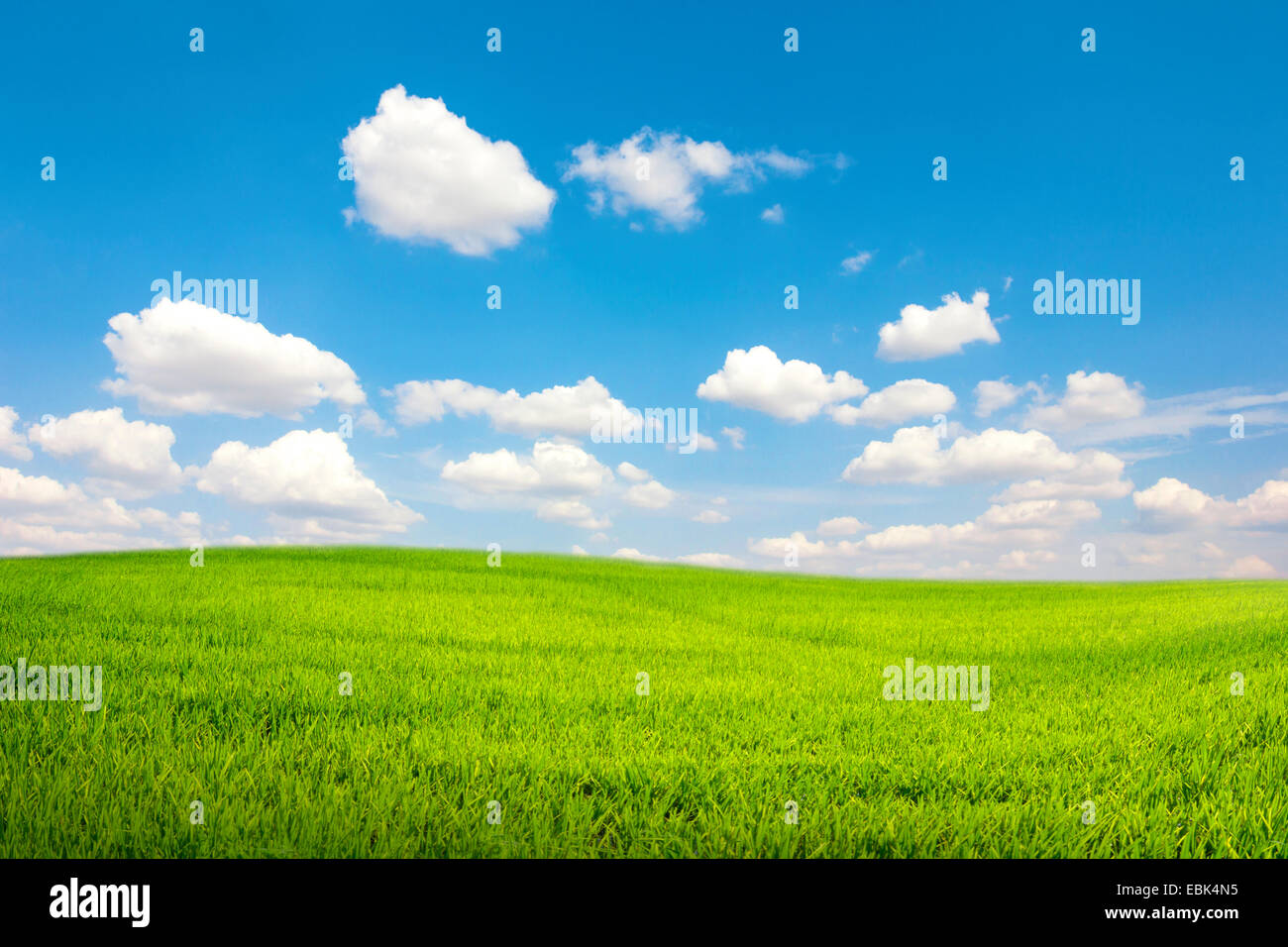 Champ vert avec le bleu ciel nuage Banque D'Images