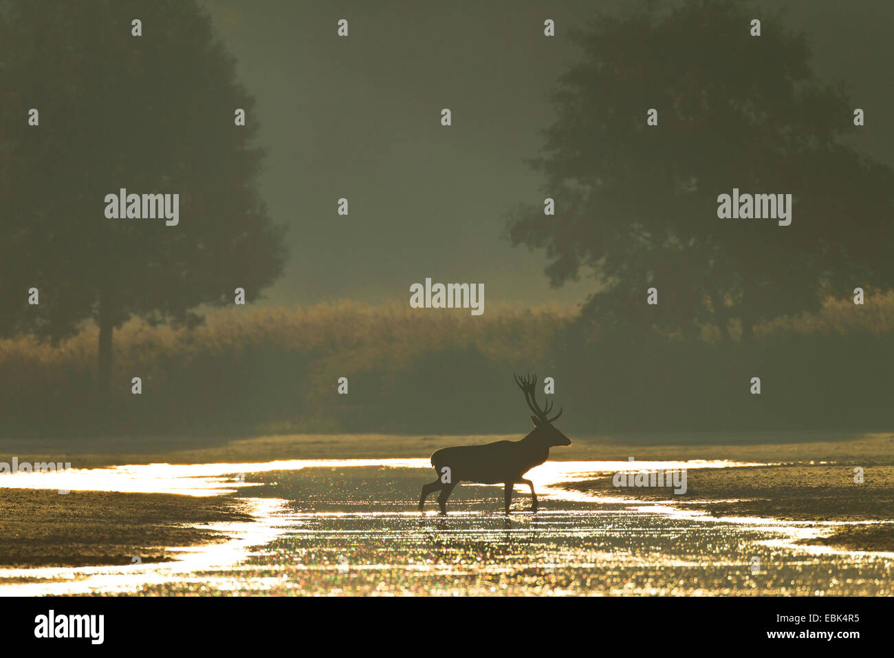 Red Deer (Cervus elaphus), stag dans une eau dans la lumière du matin, l'Allemagne, la Saxe, la Bavière, Lausitz Heath et paysage de l'étang Banque D'Images