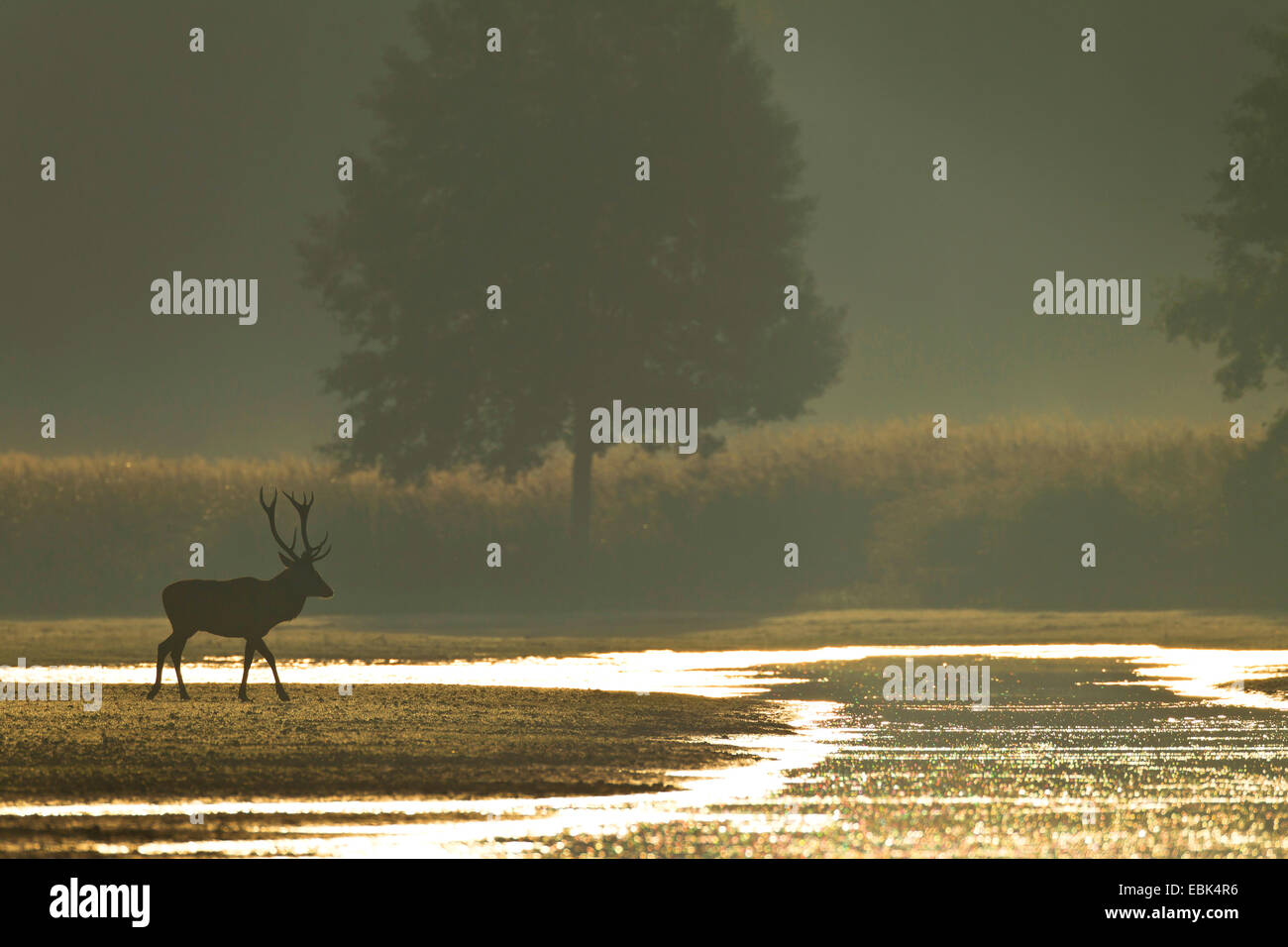 Red Deer (Cervus elaphus) stag, sur la rive d'un plan d'eau dans la lumière du matin, l'Allemagne, la Saxe, la Bavière, Lausitz Heath et paysage de l'étang Banque D'Images