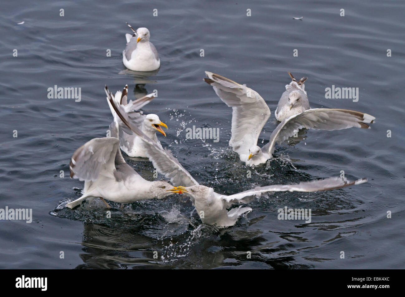 Goéland argenté (Larus argentatus), certains oiseaux se battre pour la proie dans l'eau, de la Norvège, Hitra Banque D'Images