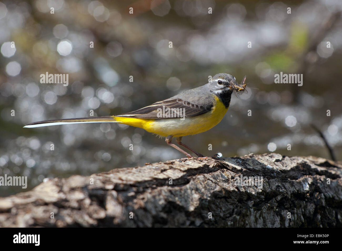 Bergeronnette des ruisseaux (Motacilla cinerea), homme d'éphémère dans son bec, l'Allemagne, la Bavière Banque D'Images