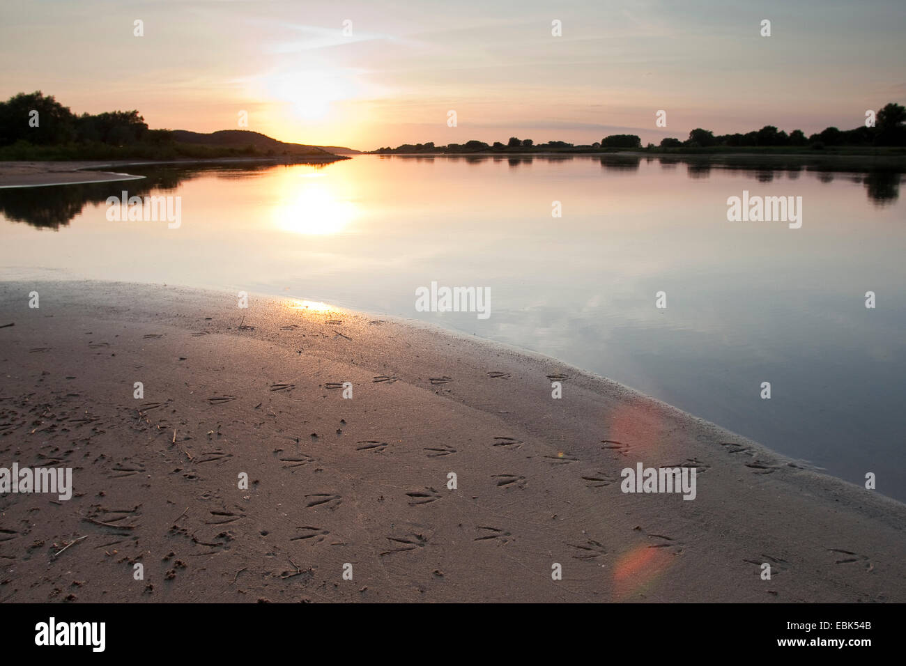 Coucher de soleil sur le fleuve Elbe avec un canard dans la boue du rivage, Allemagne Banque D'Images