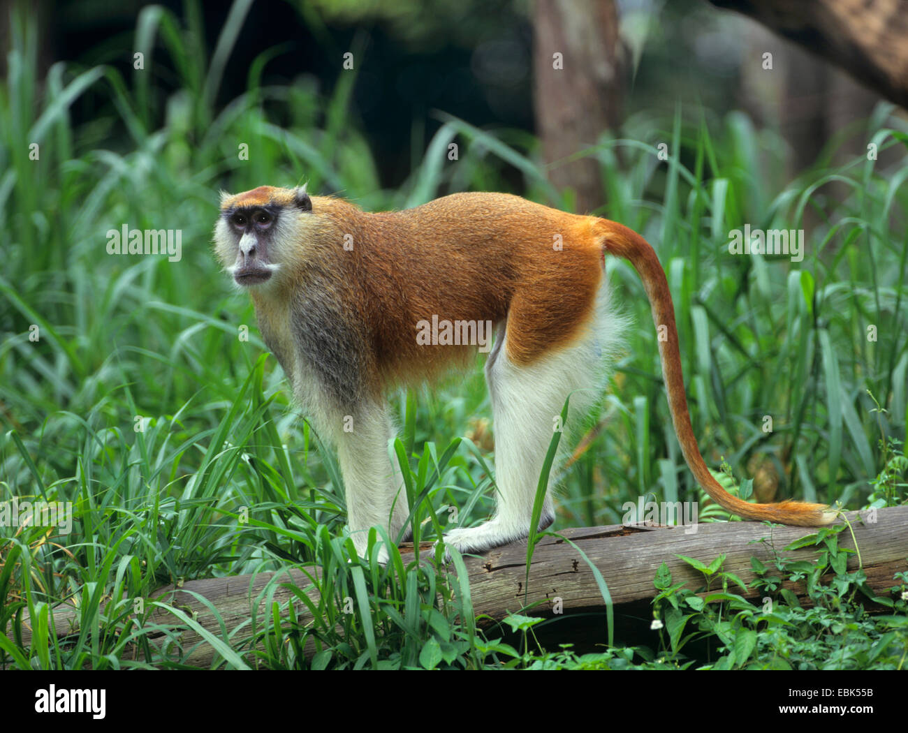 Singe Rouge Nisnas erythrocebus patas pyrrhonotus Banque de photographies et d ...