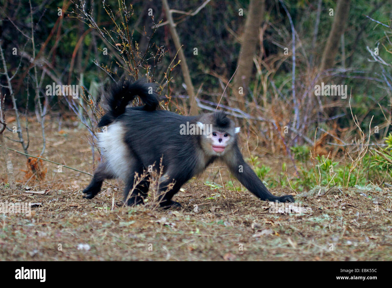 Singe noir snub-nosed, Yunnan snub-nosed monkey (Rhinopithecus bieti), homme marche sur le terrain, la Chine, le Yunnan, Baima Snow Mountain Nature Reserve Banque D'Images