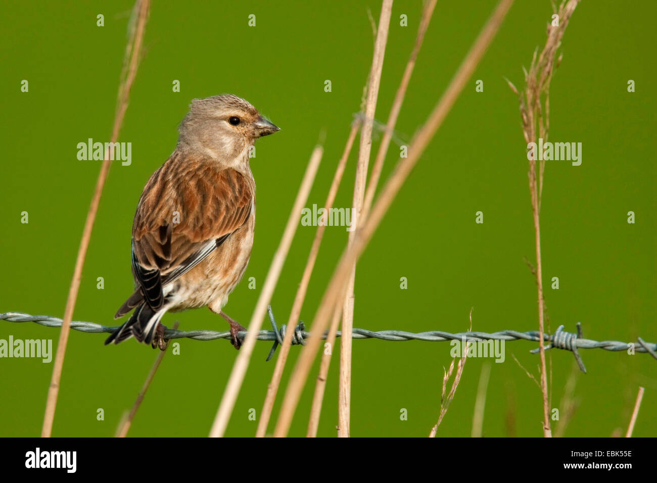 (Carduelis cannabina linnet, Acanthis cannabina), assis sur un barbwire, Pays-Bas, Texel Banque D'Images